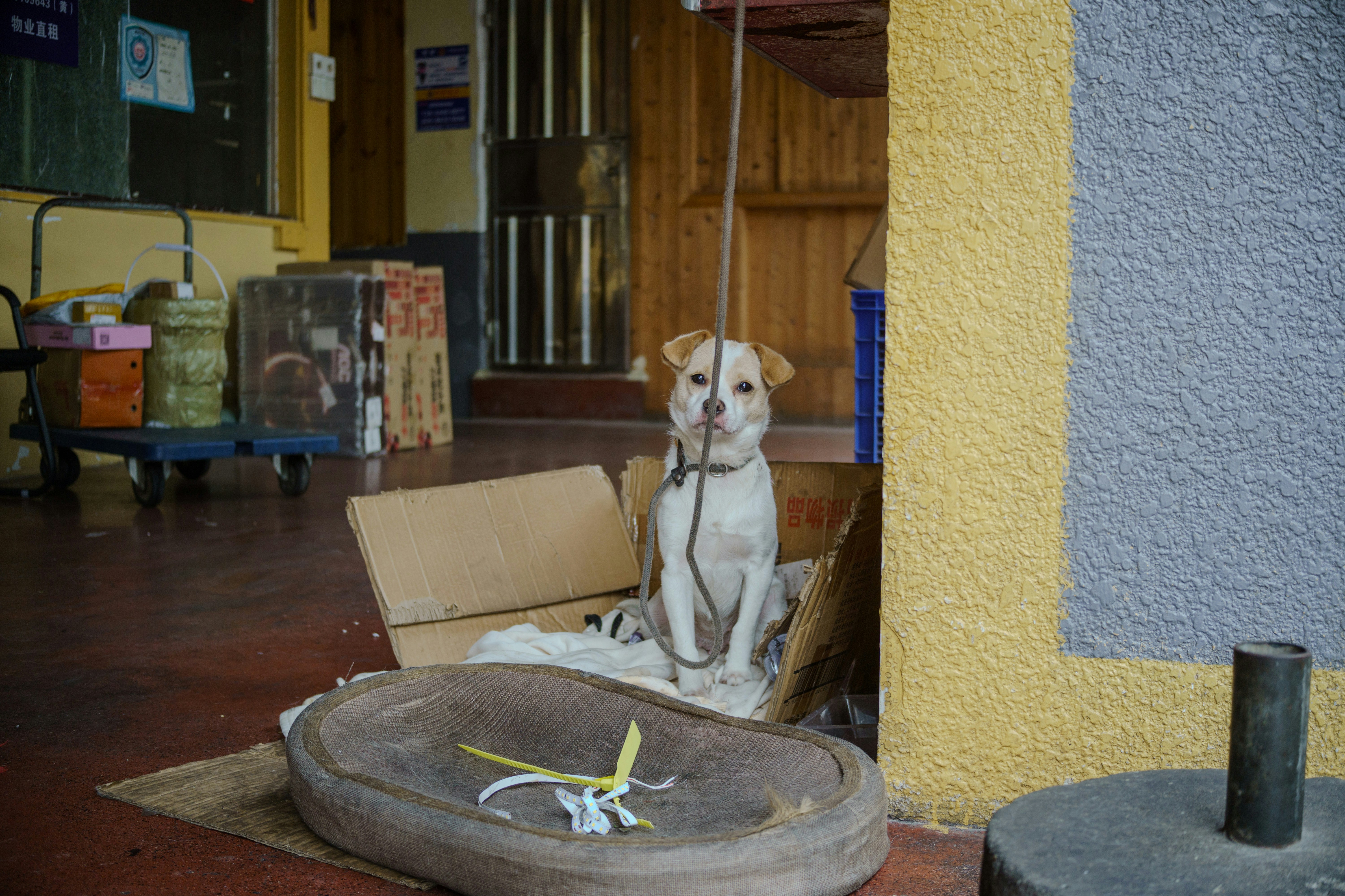 A dog sits patiently in its dog bed.