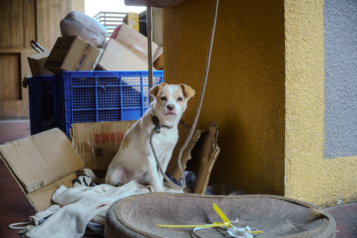 Dog sitting beside pet bedding and home essentials