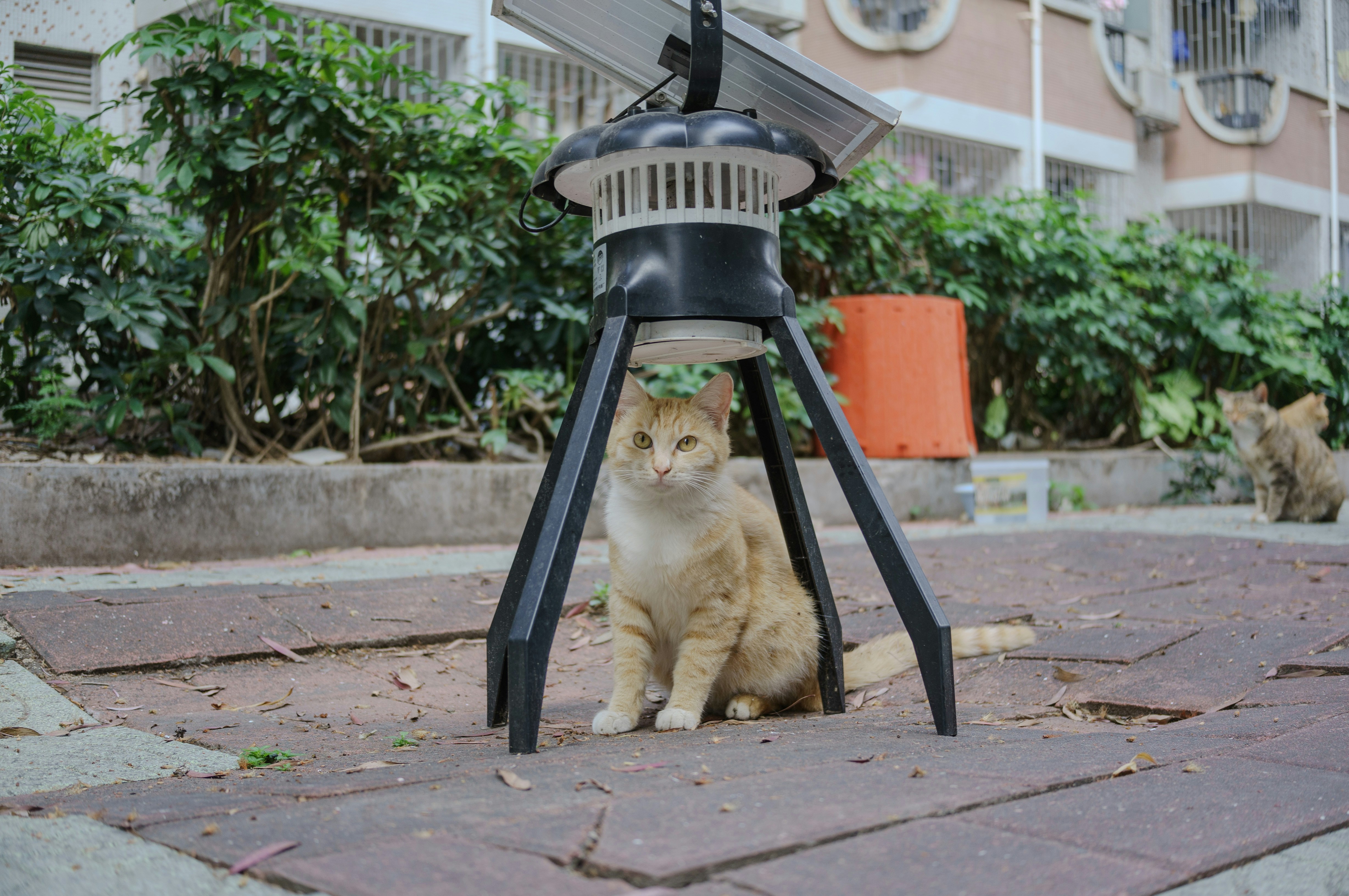 Luxury cat under street lamp