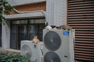 Cats relax on top of air conditioning units.