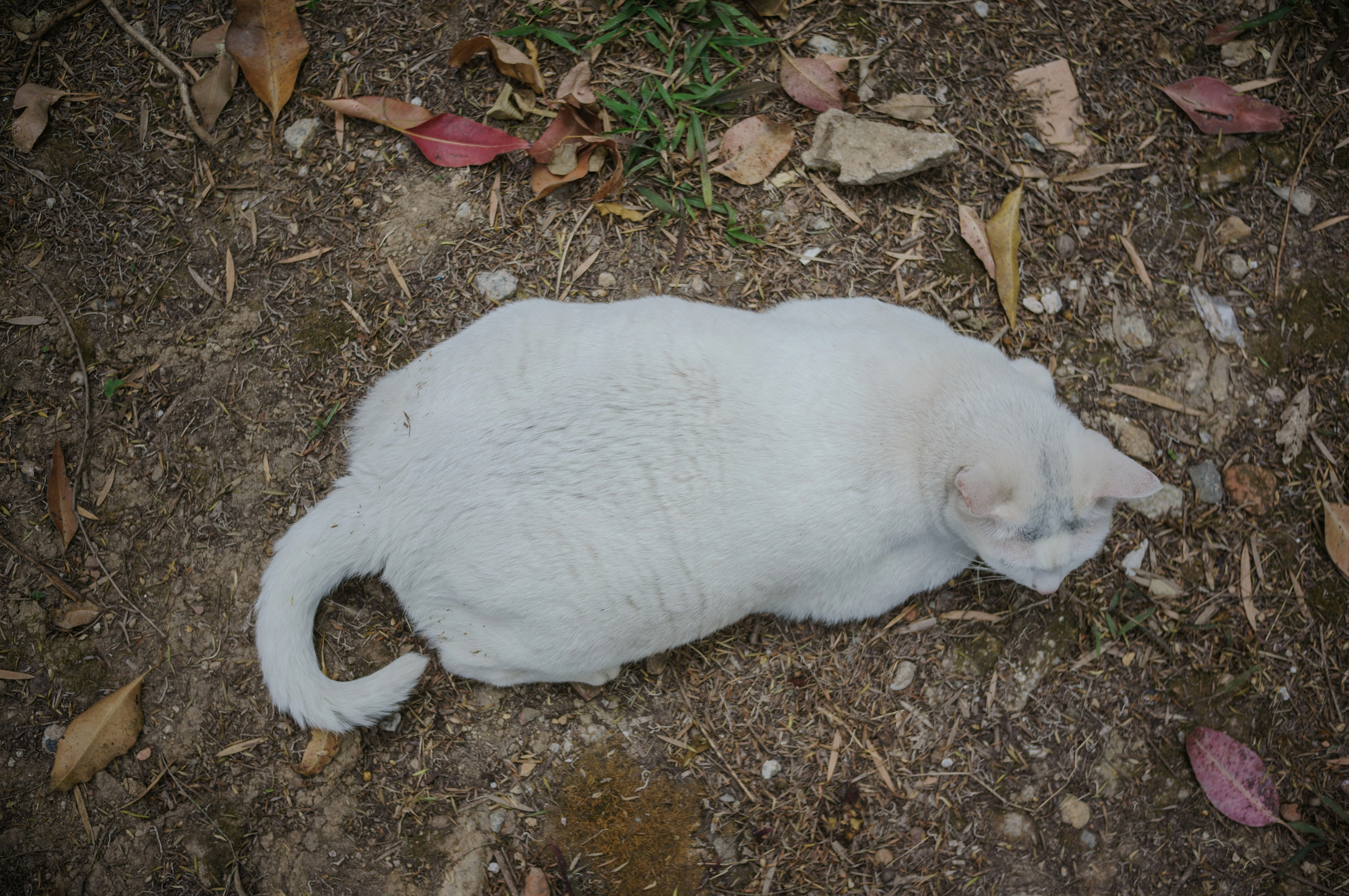 Showing Their Belly (image credits: unsplash)