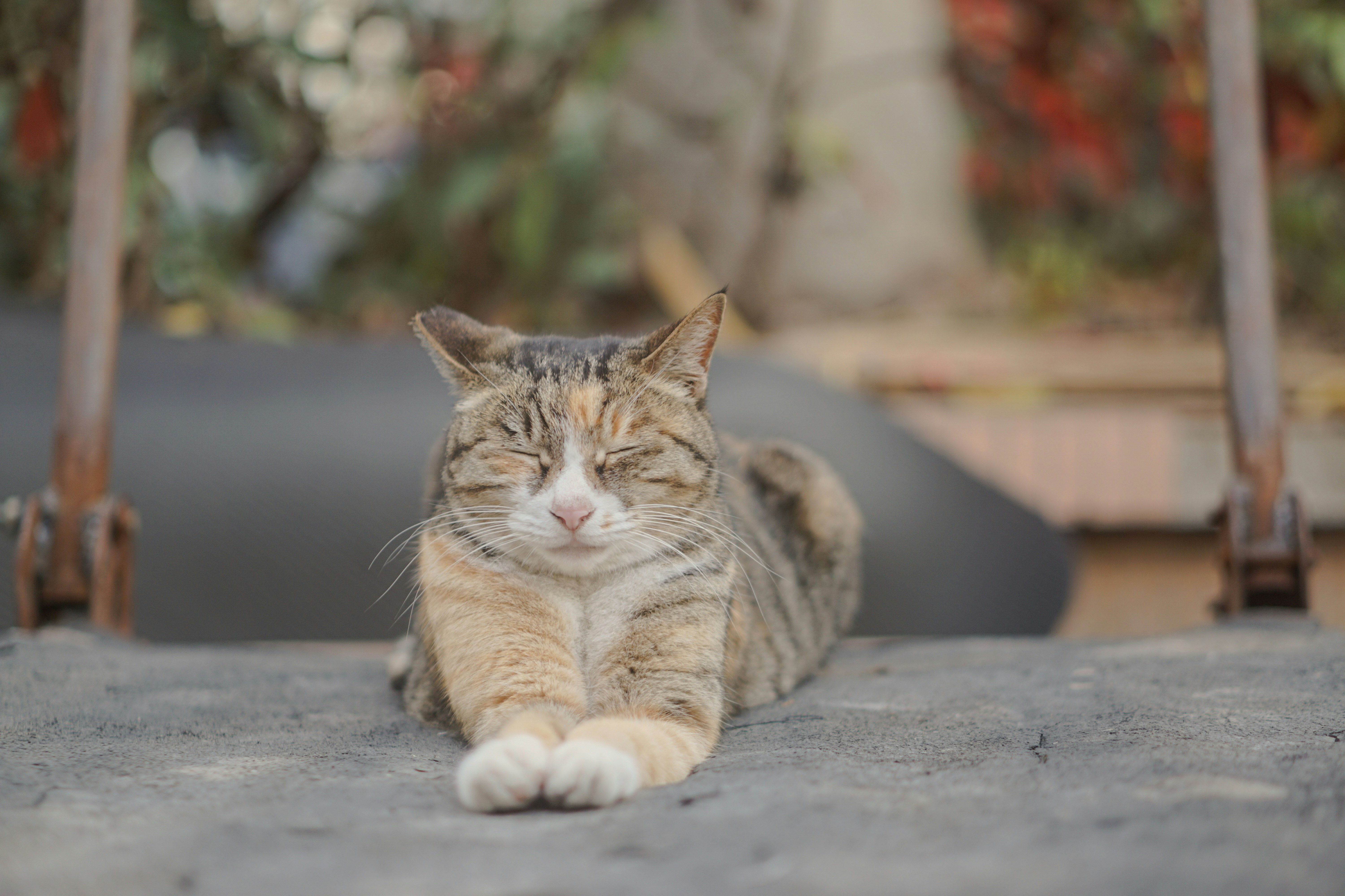 A cat relaxes with its eyes closed.