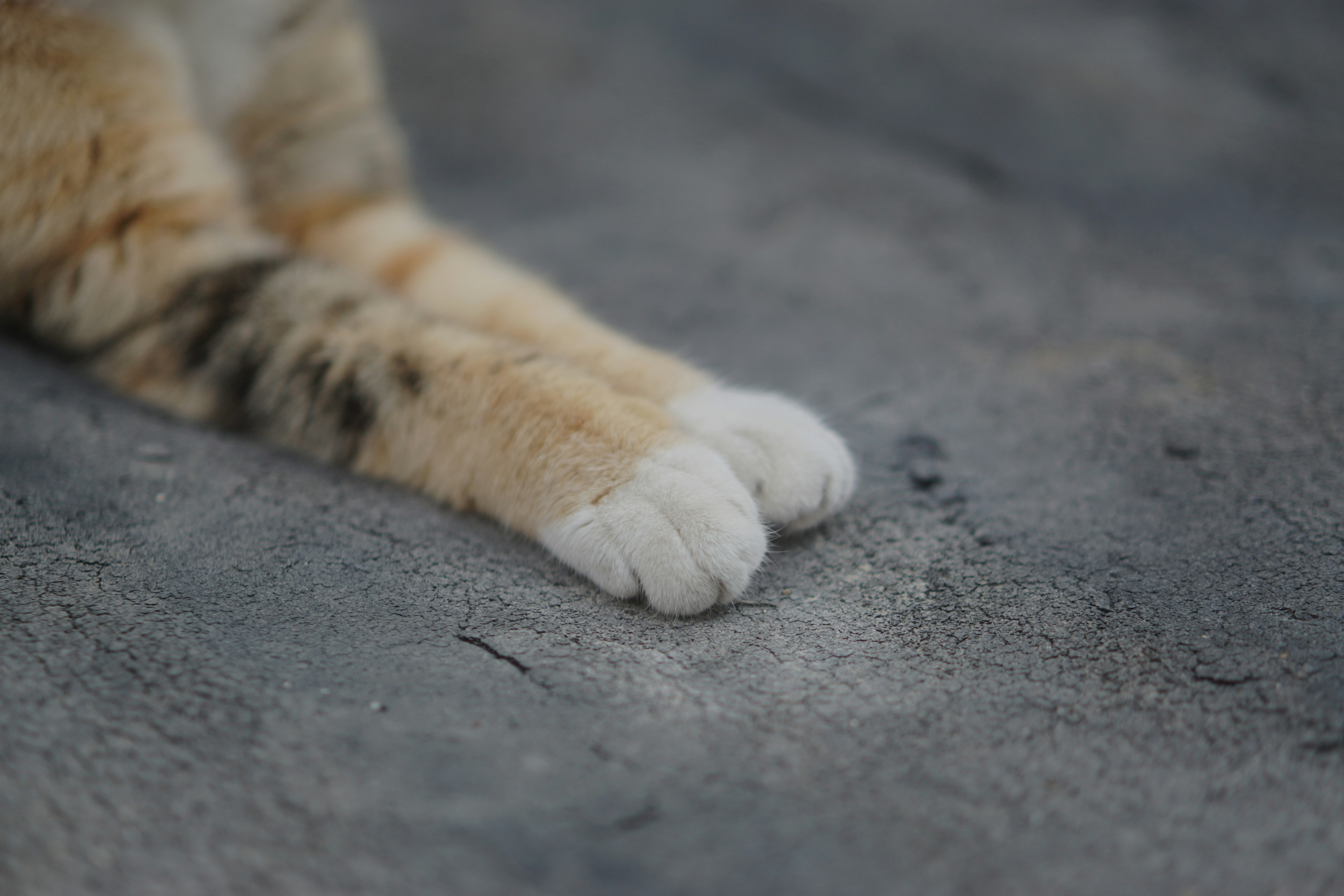 Les pattes du chat se détendaient sur un sol gris.