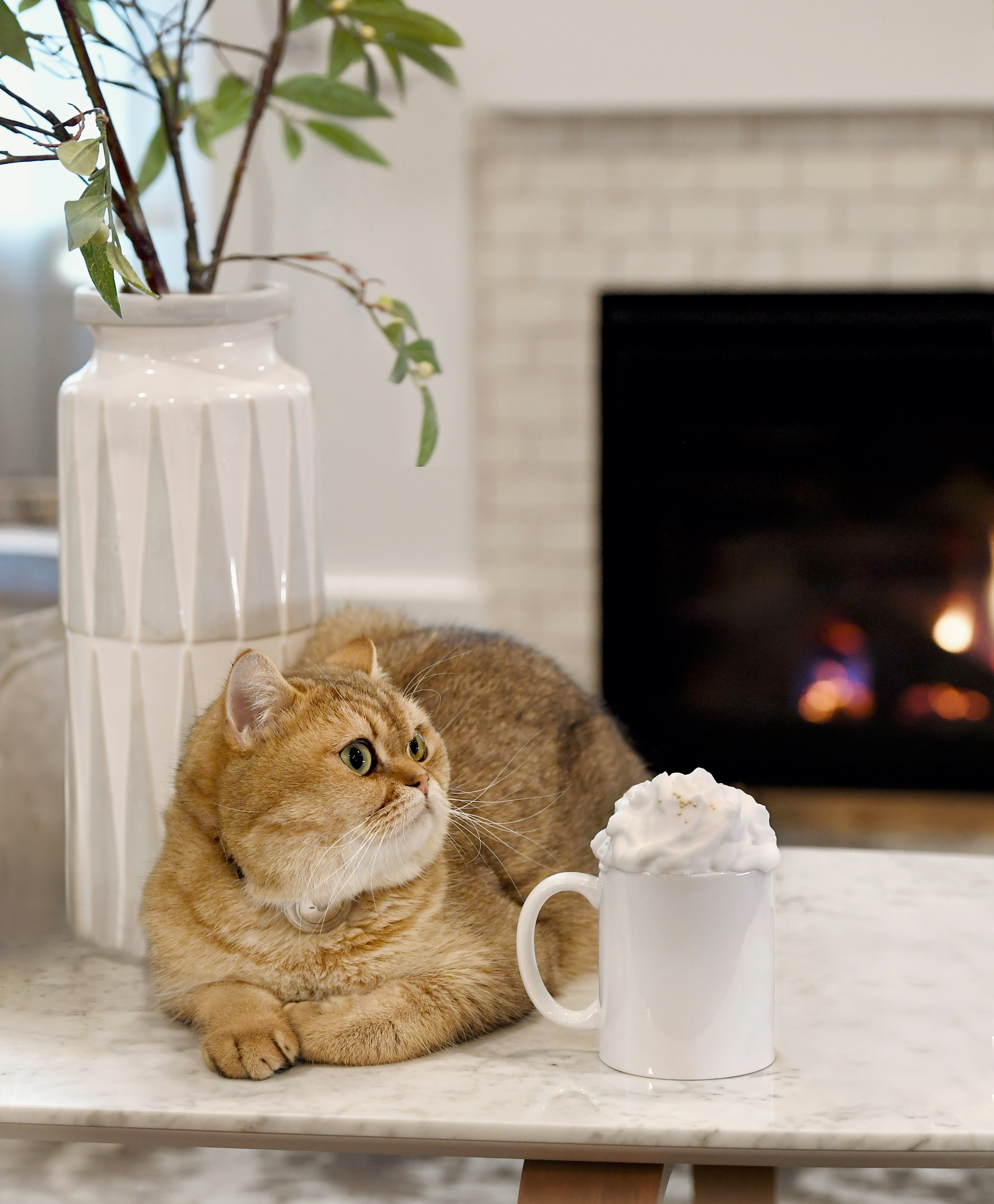 9 Cat Health Tips for Indoor Temperature Balance