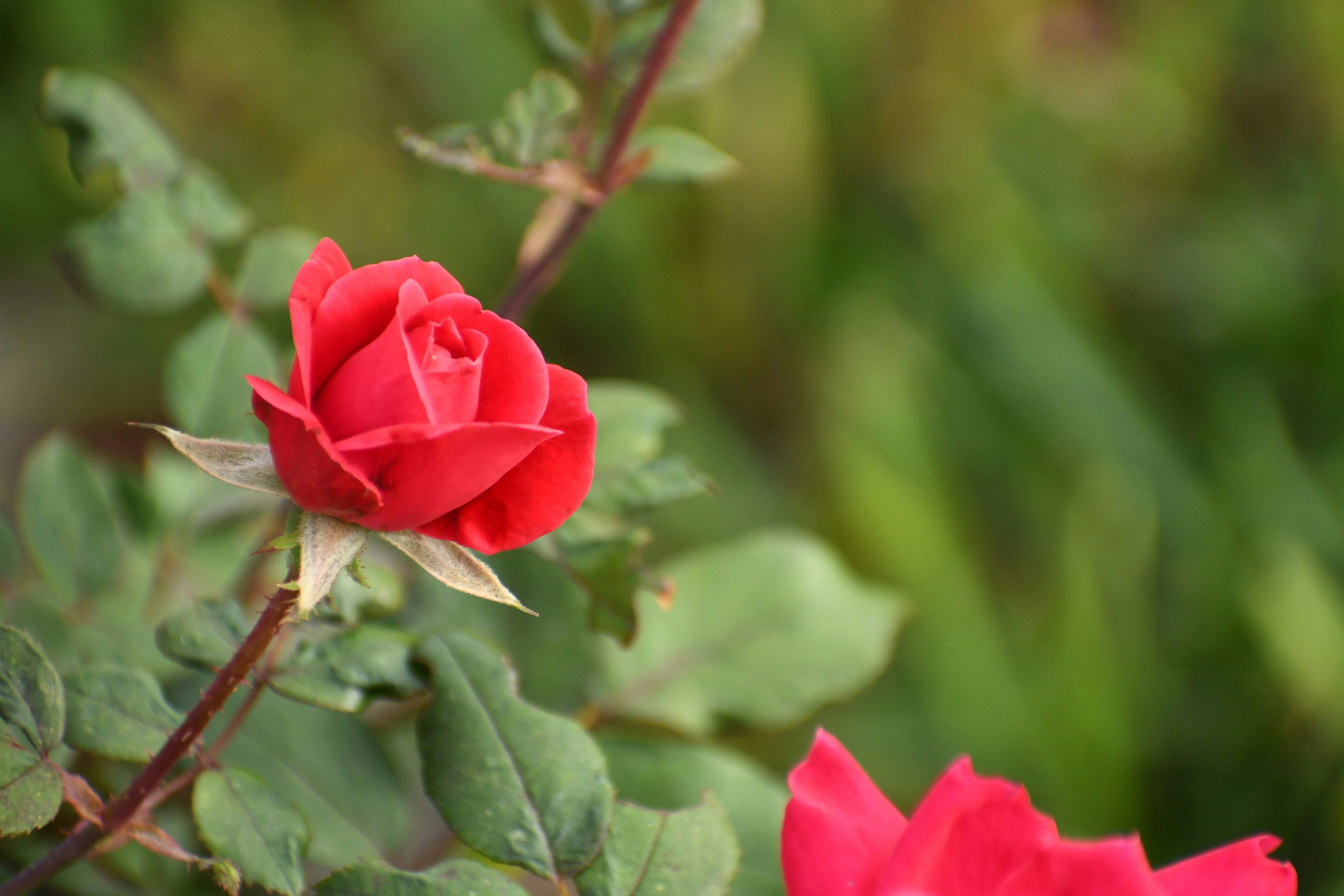 Photo by imrphotographyco