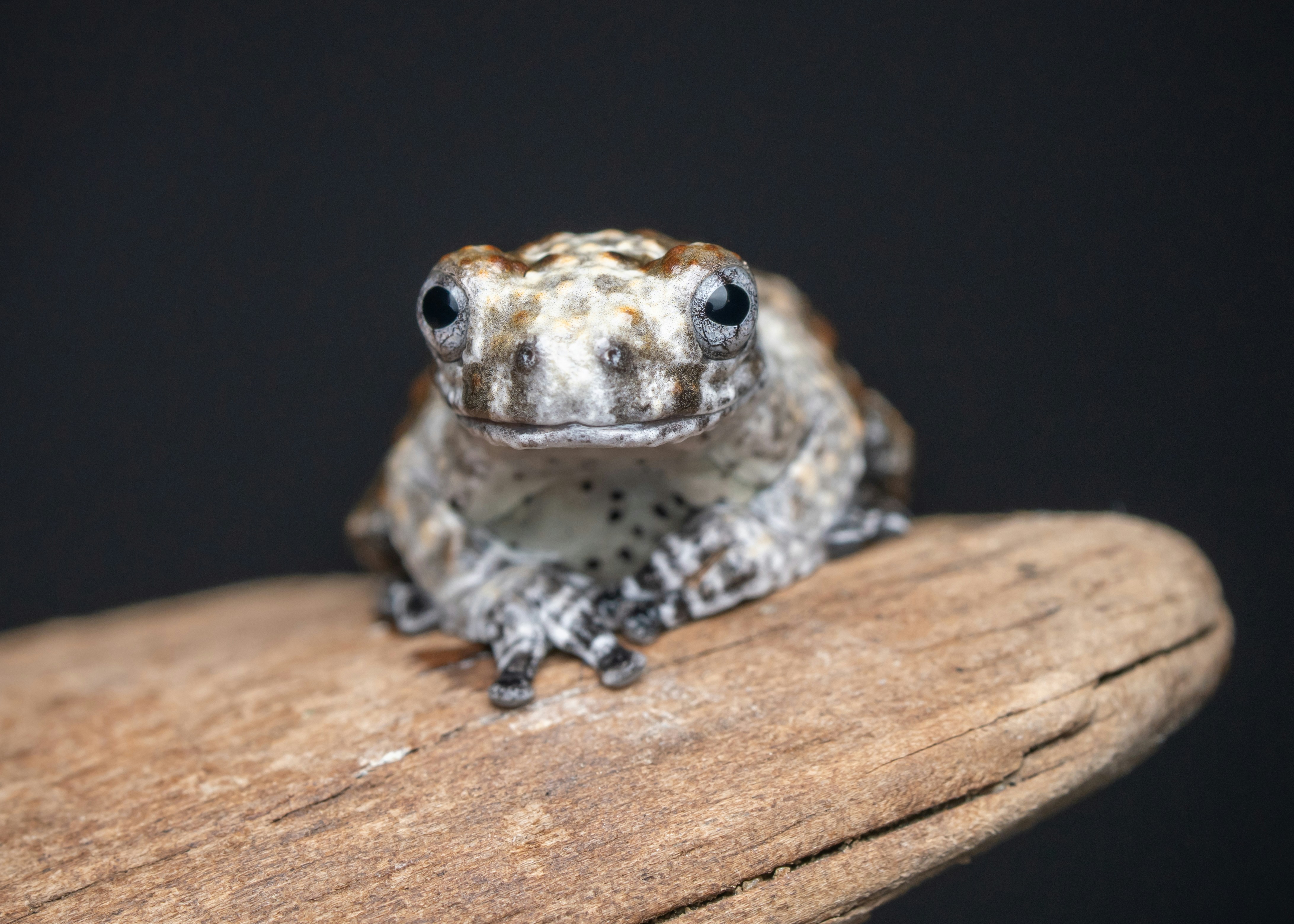 Bird poop frog