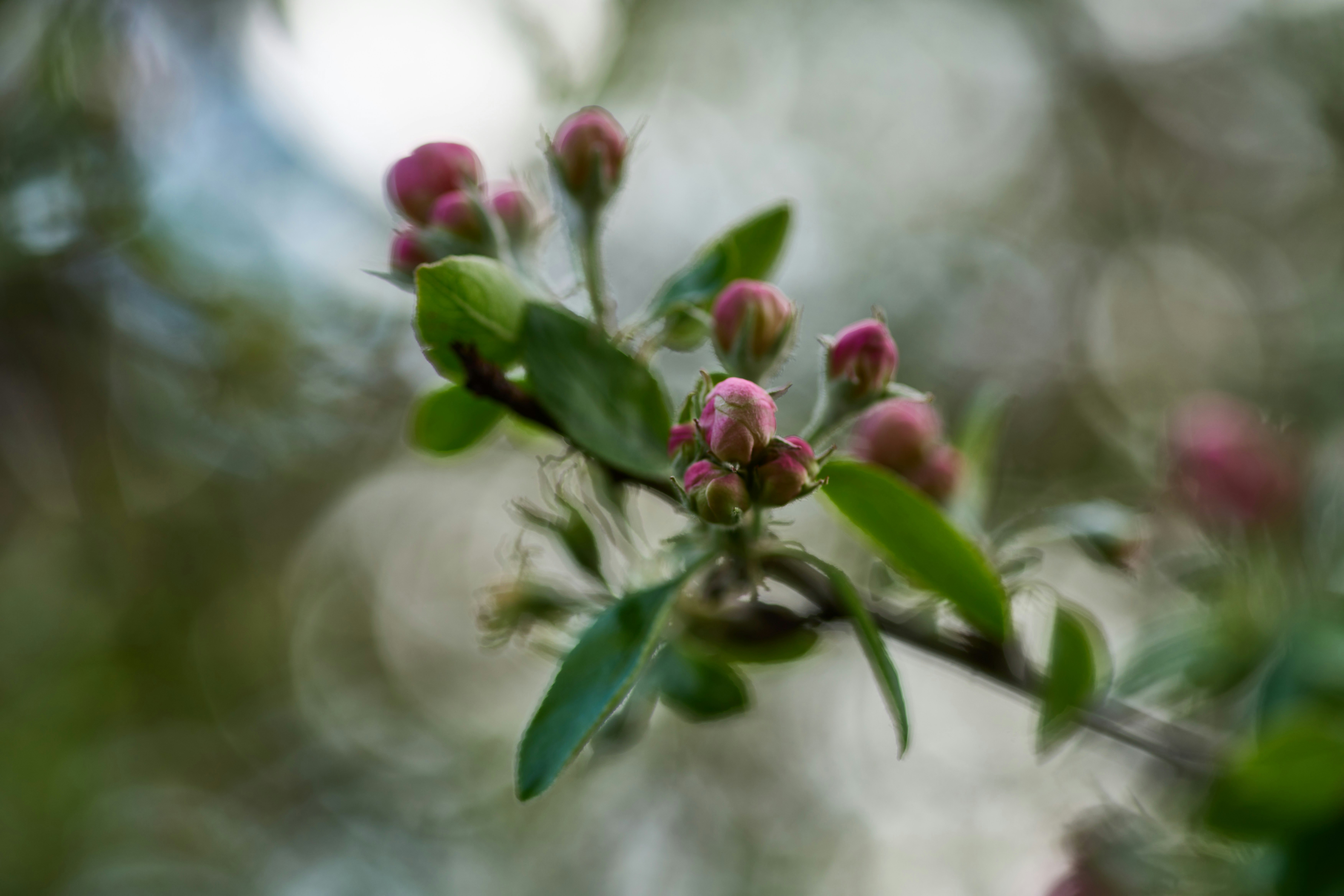 Photo by wolfgang_hasselmann