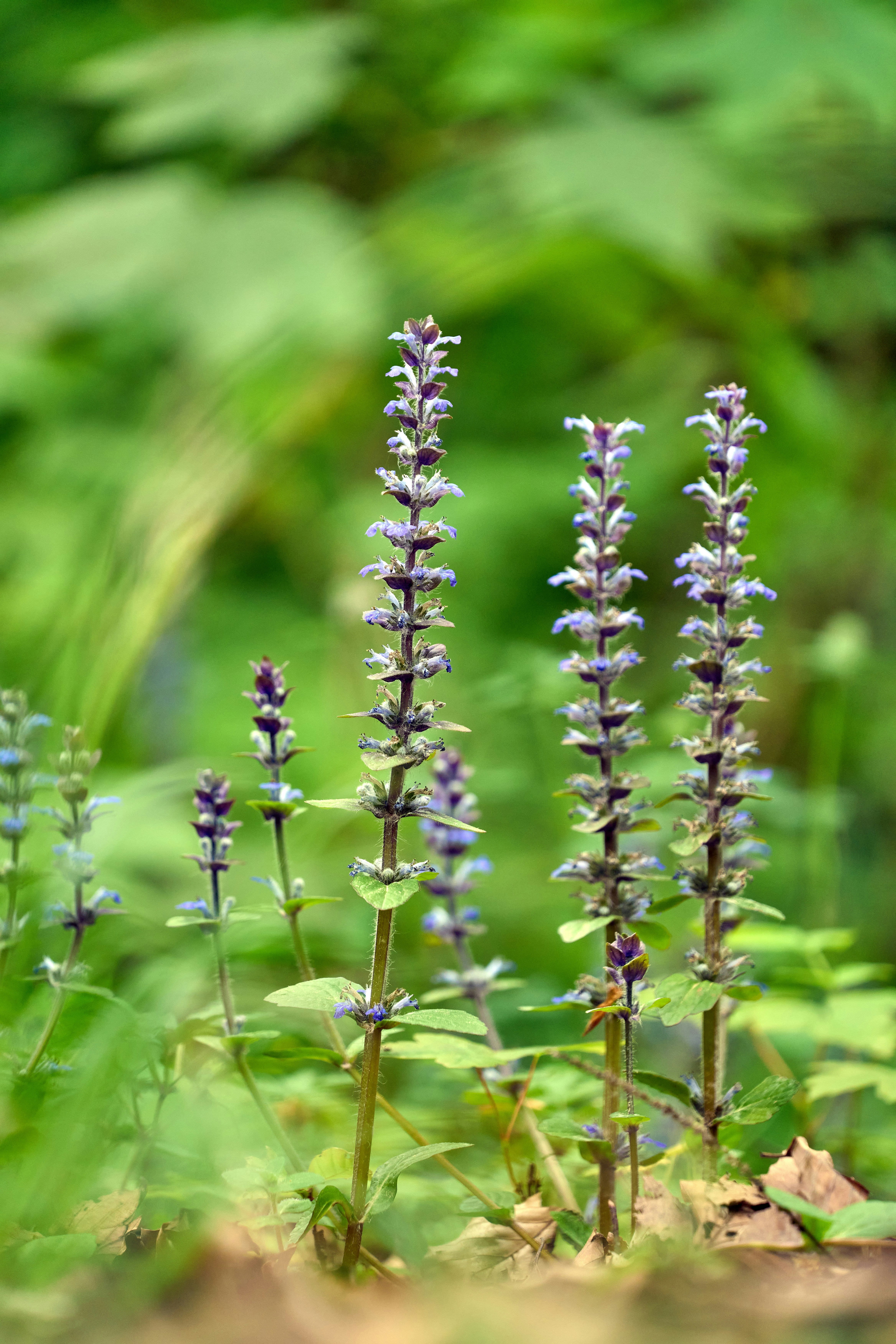 Photo by wolfgang_hasselmann