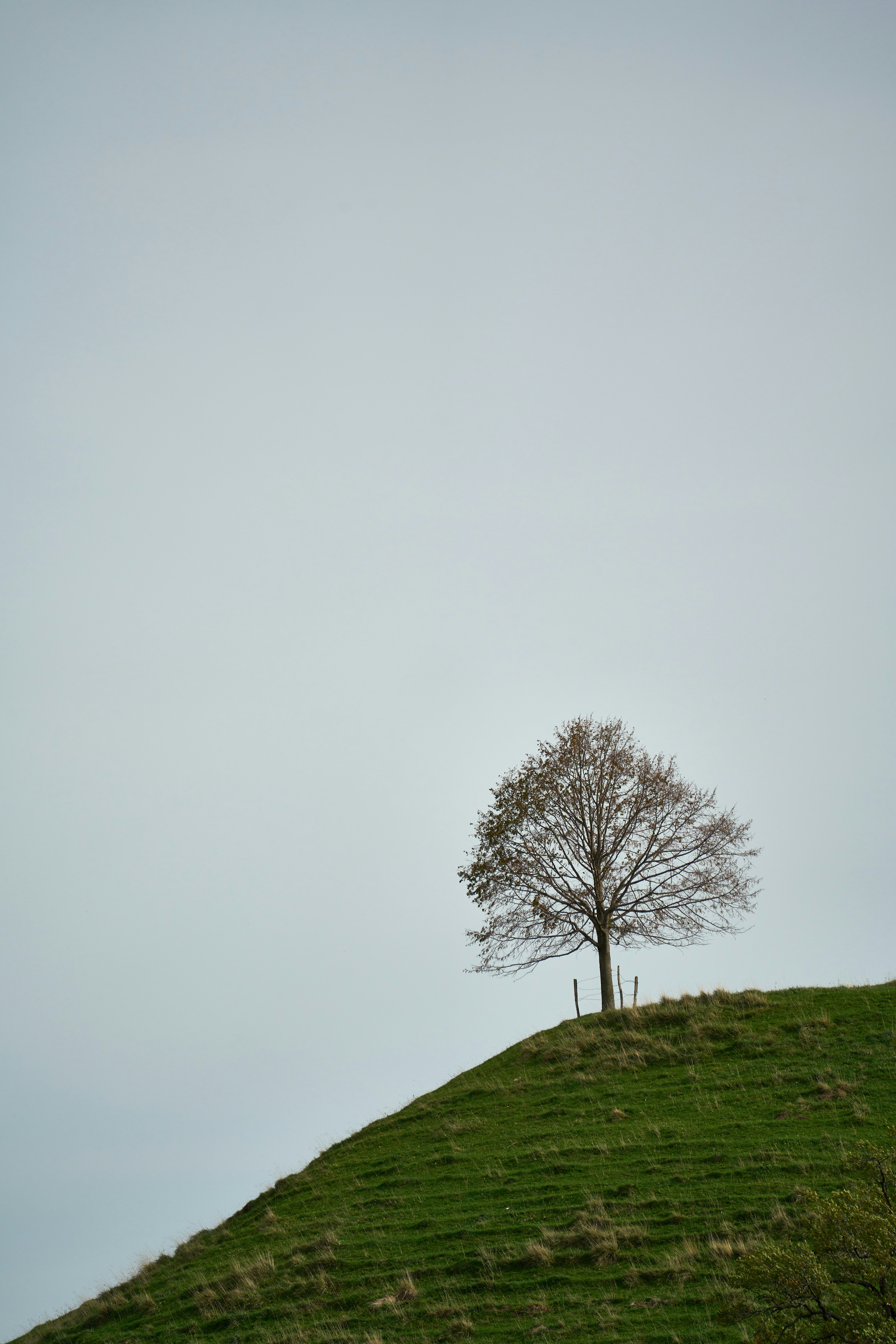 Photo by wolfgang_hasselmann