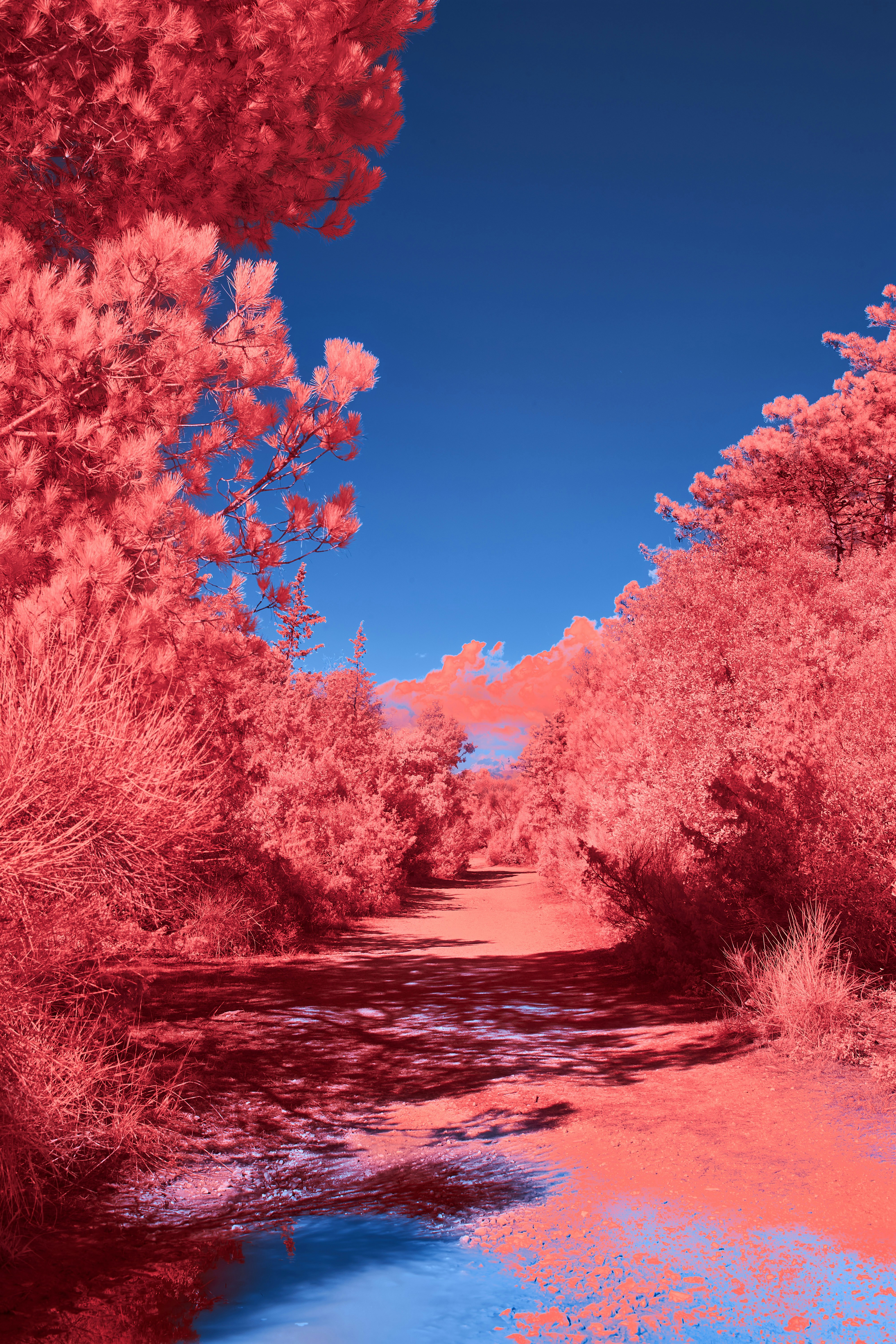 Photo by wolfgang_hasselmann