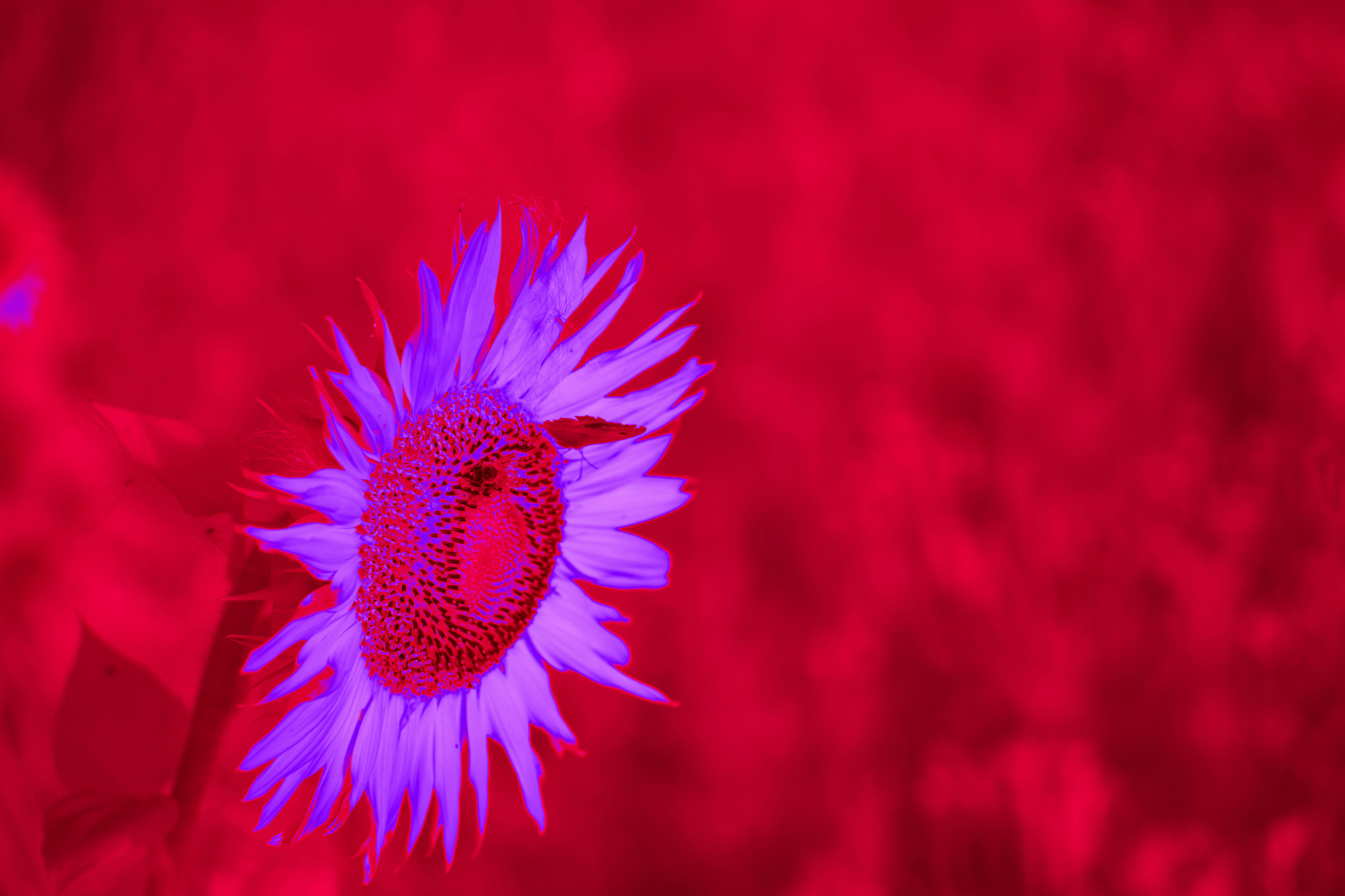 Photo by wolfgang_hasselmann