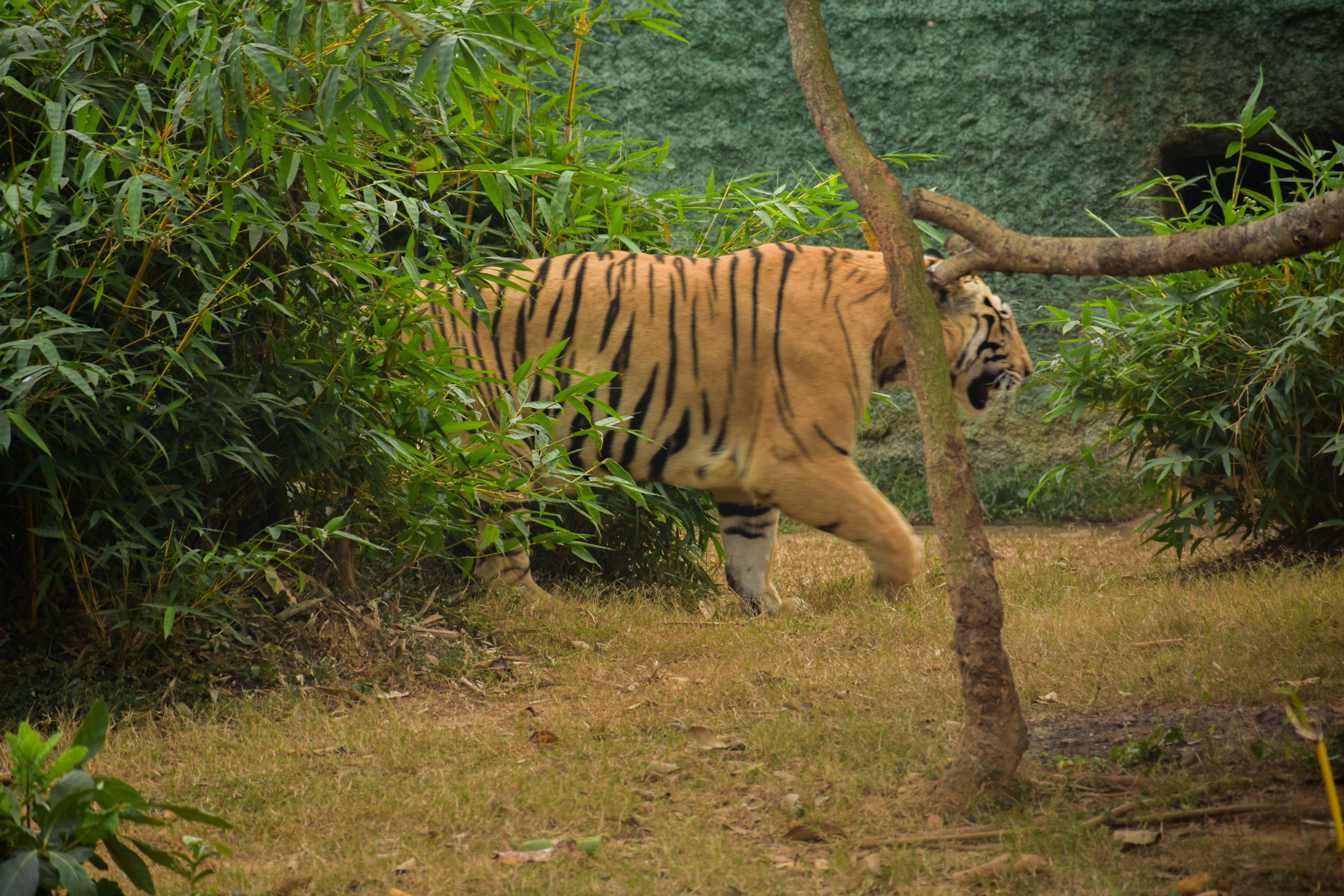 A tiger walks through the foliage and grass.