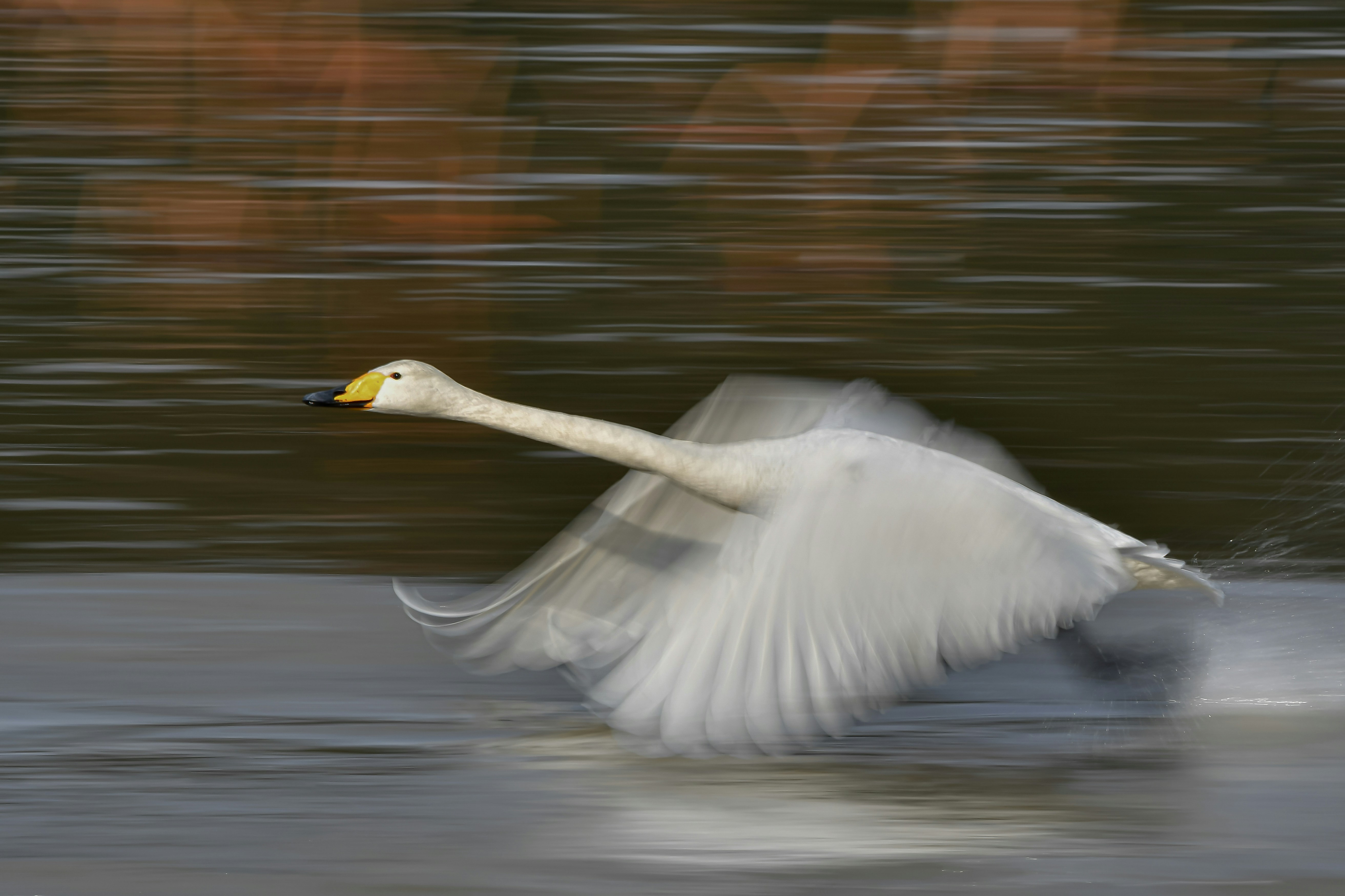 A swan takes off with blurred motion.