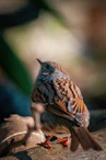 A small bird looks upward in sunlight.