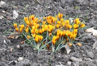 Yellow crocuses bloom among grey soil.