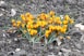 Yellow crocuses bloom among grey soil.