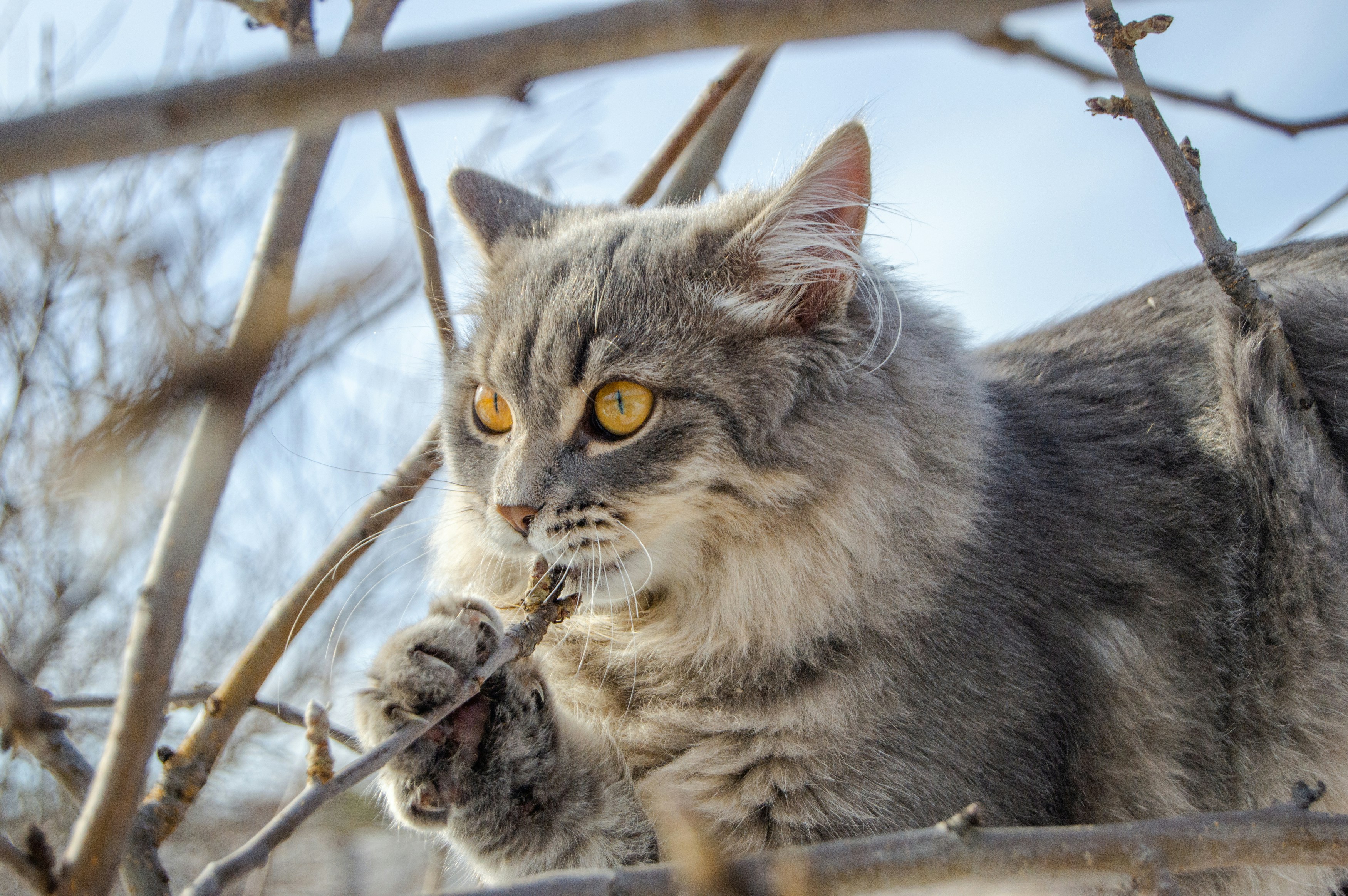 A cat chews on a twig.