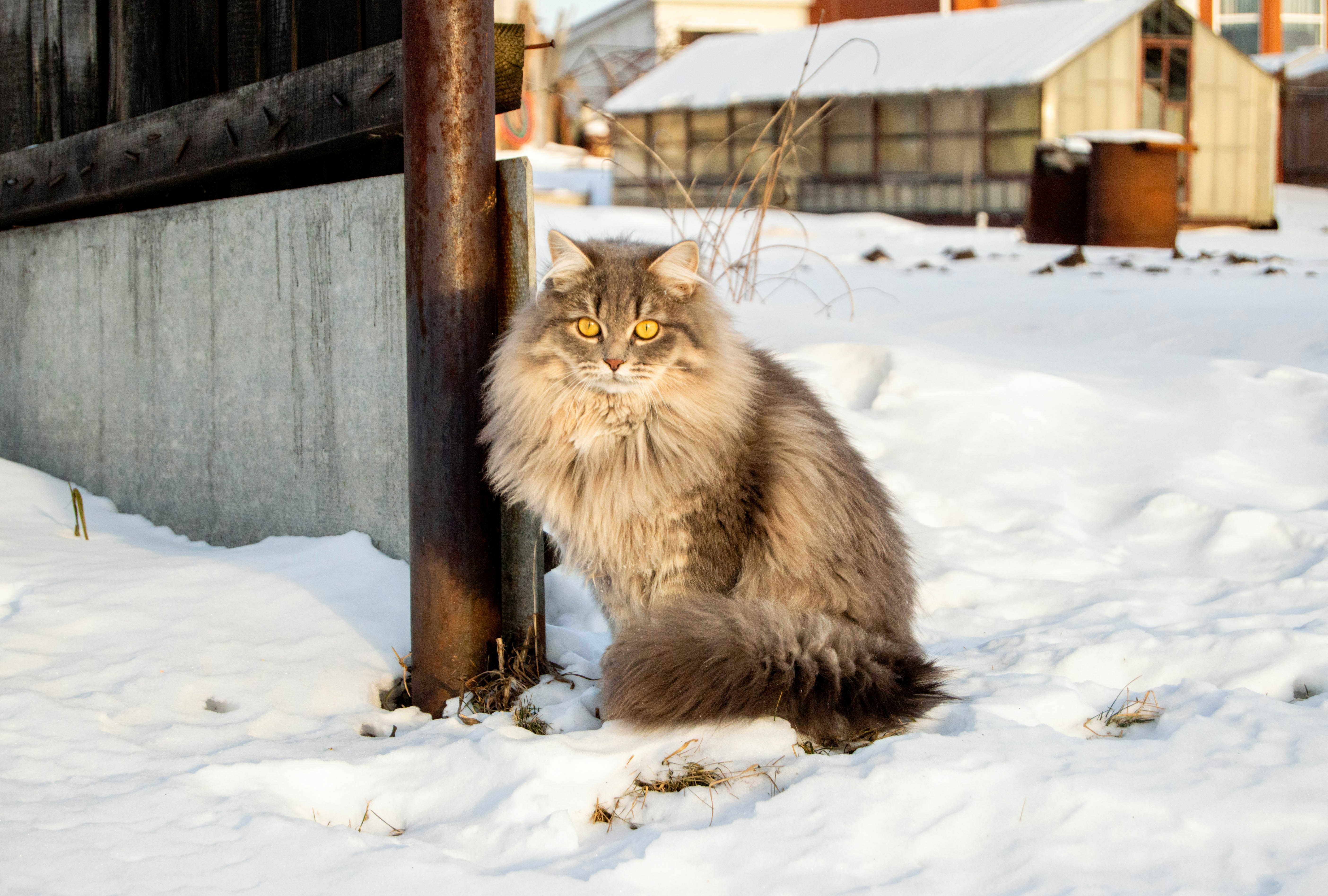 Siberian Forest Cats Have Triple-Layer Luxury (image credits: unsplash)
