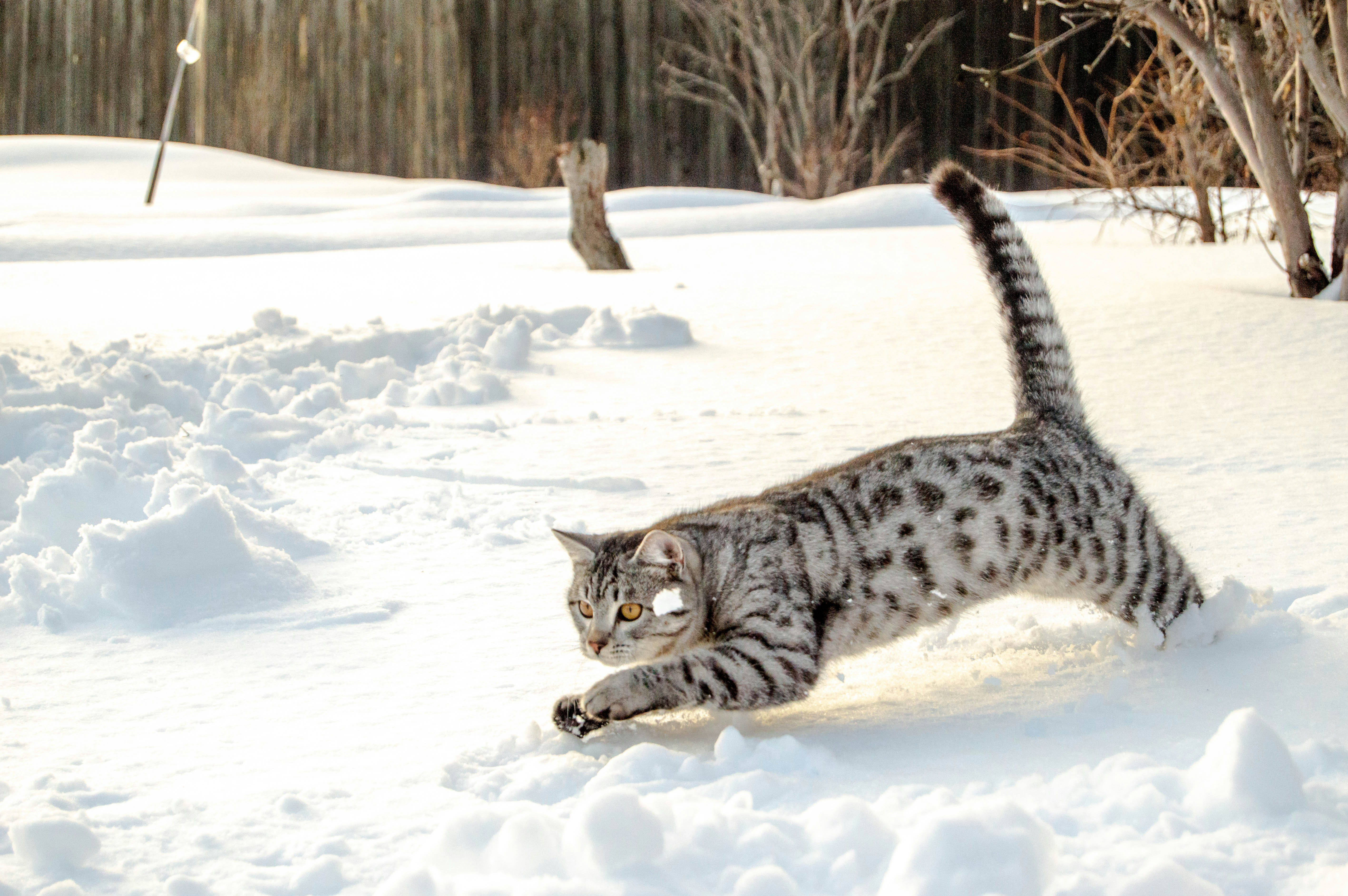 Far Eastern Leopard Cat: Survivor in Ice-Covered Forests (image credits: unsplash)