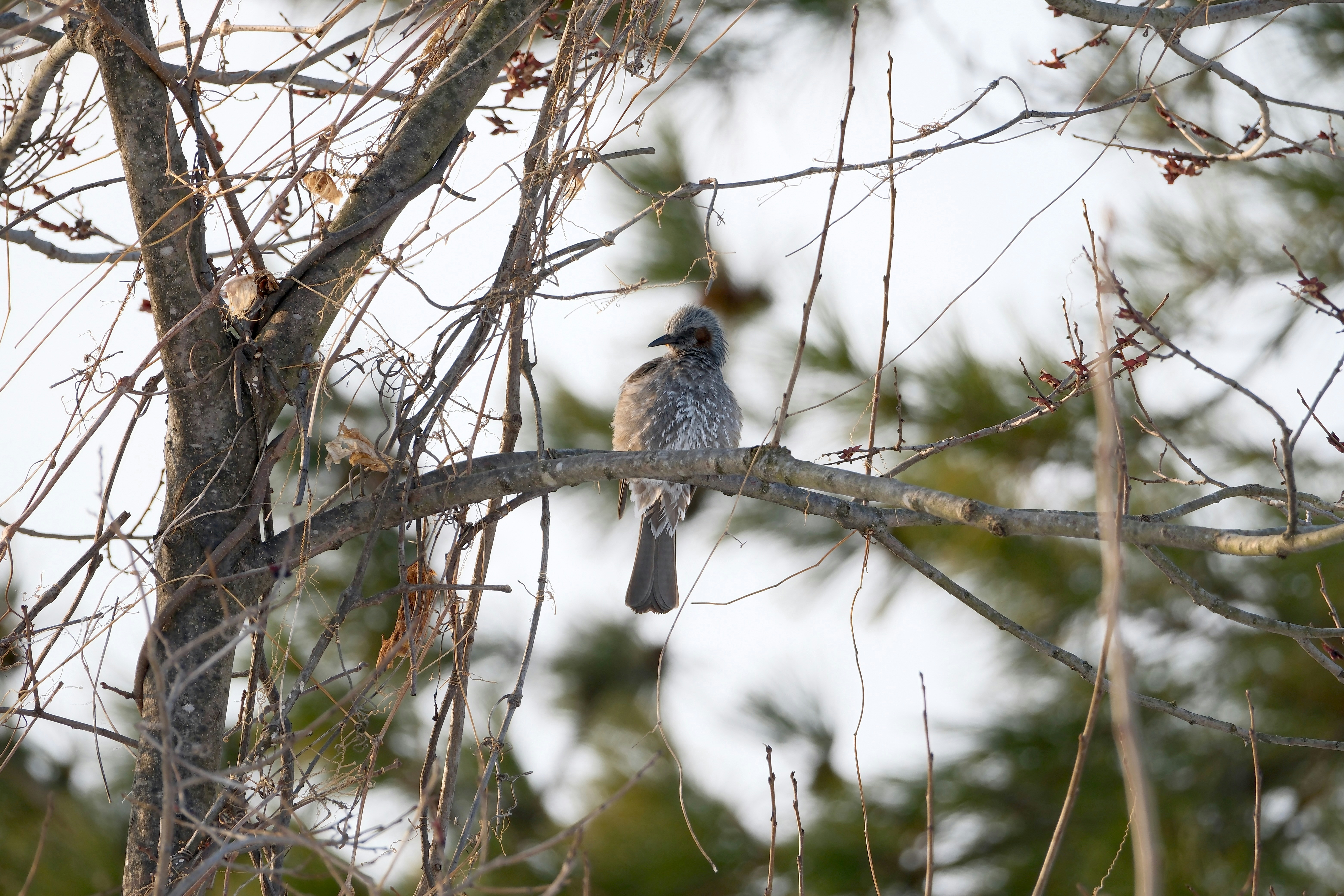 Photo by seiya_maeda