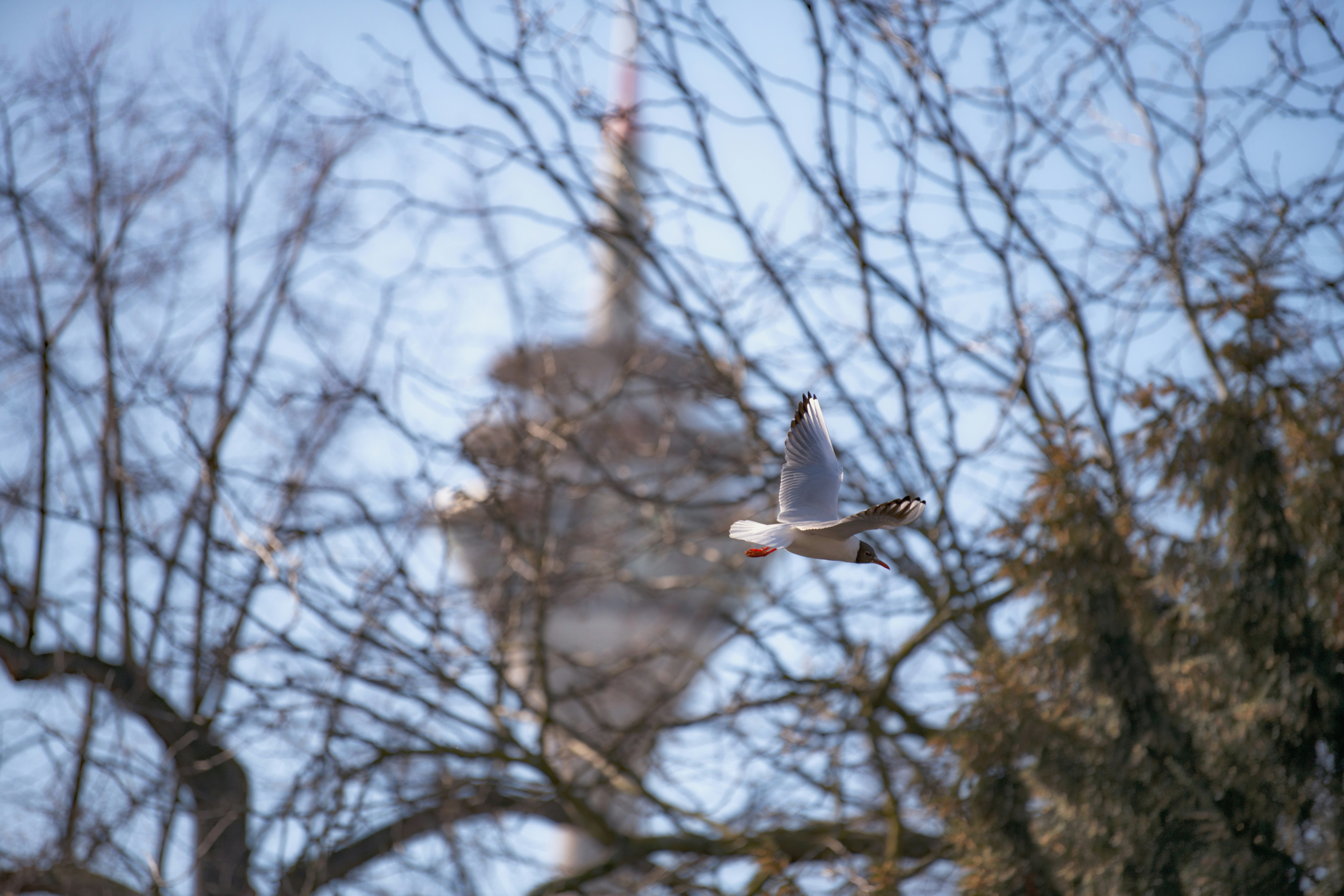 A bird flies past a tower.