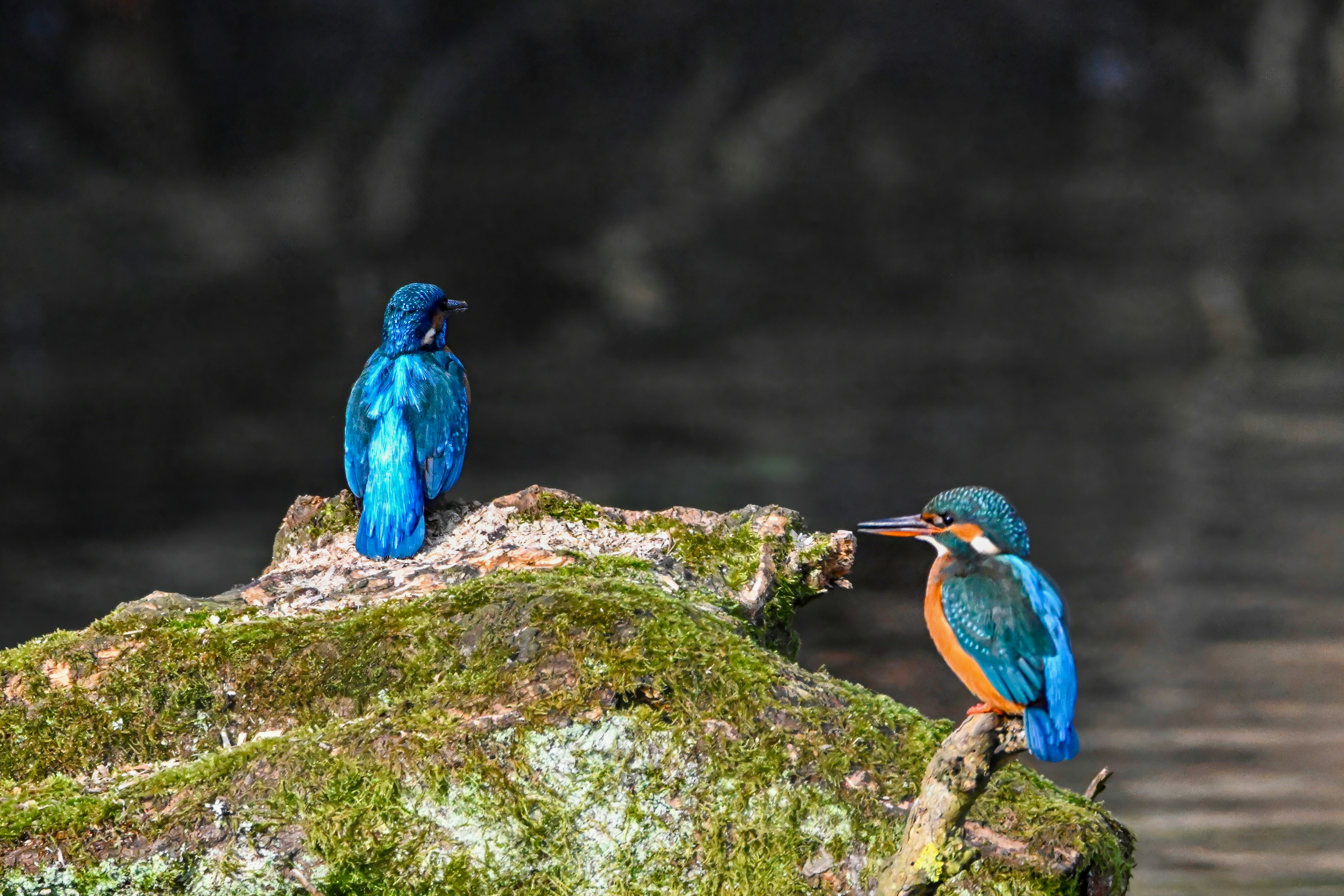 Photo by siegfriedpoepperl