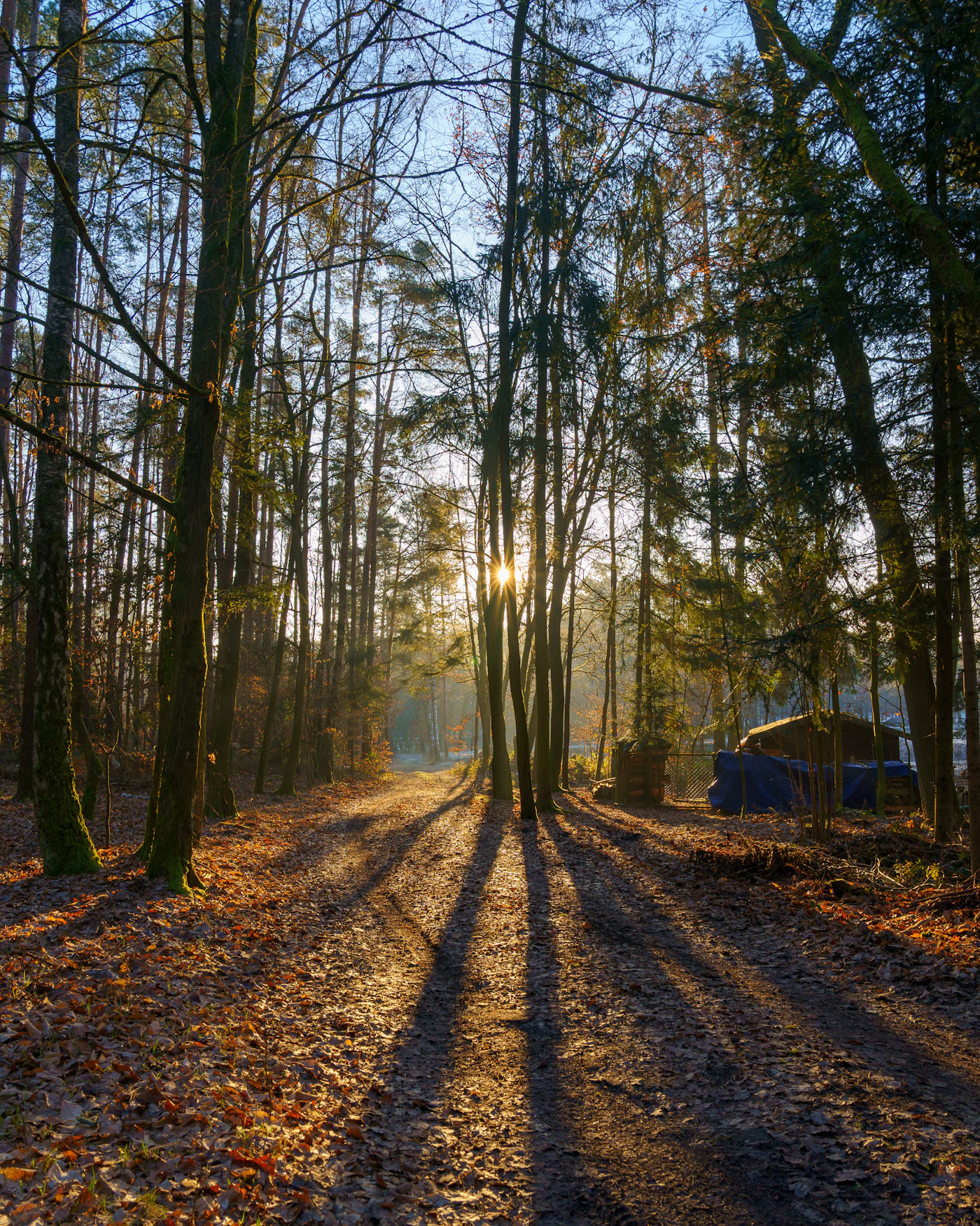 Sonnenlicht auf einem Waldweg als Symbol für langfristig rauchfrei bleiben