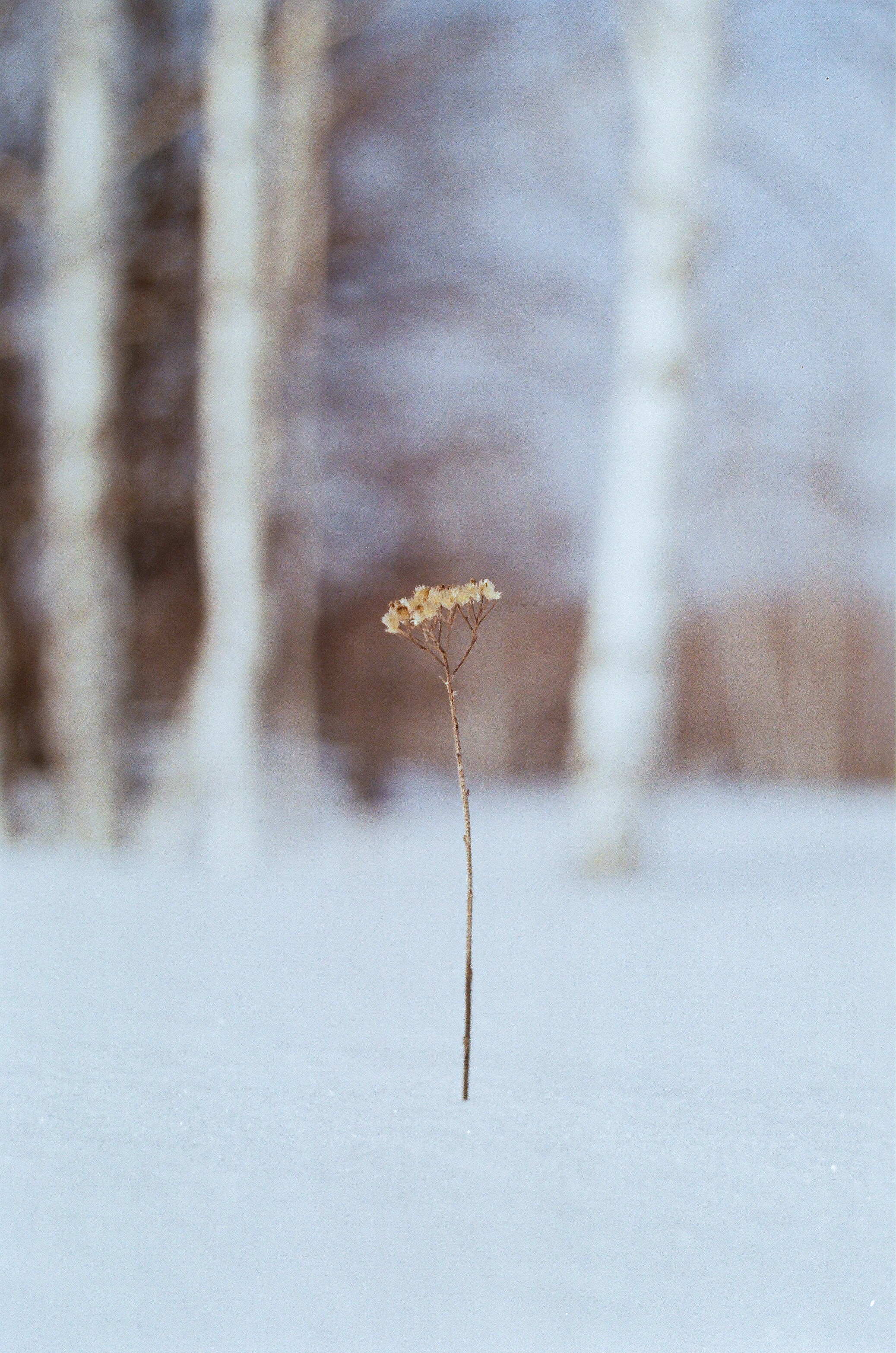 A single dry plant stands amidst the snow.