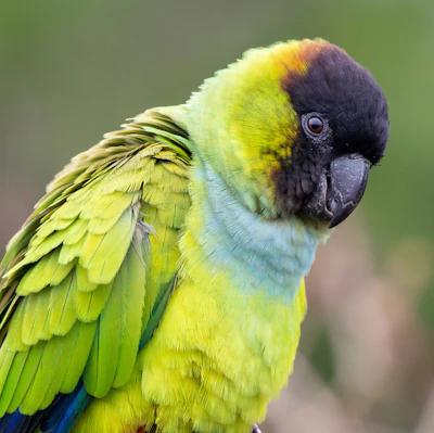 Parrots