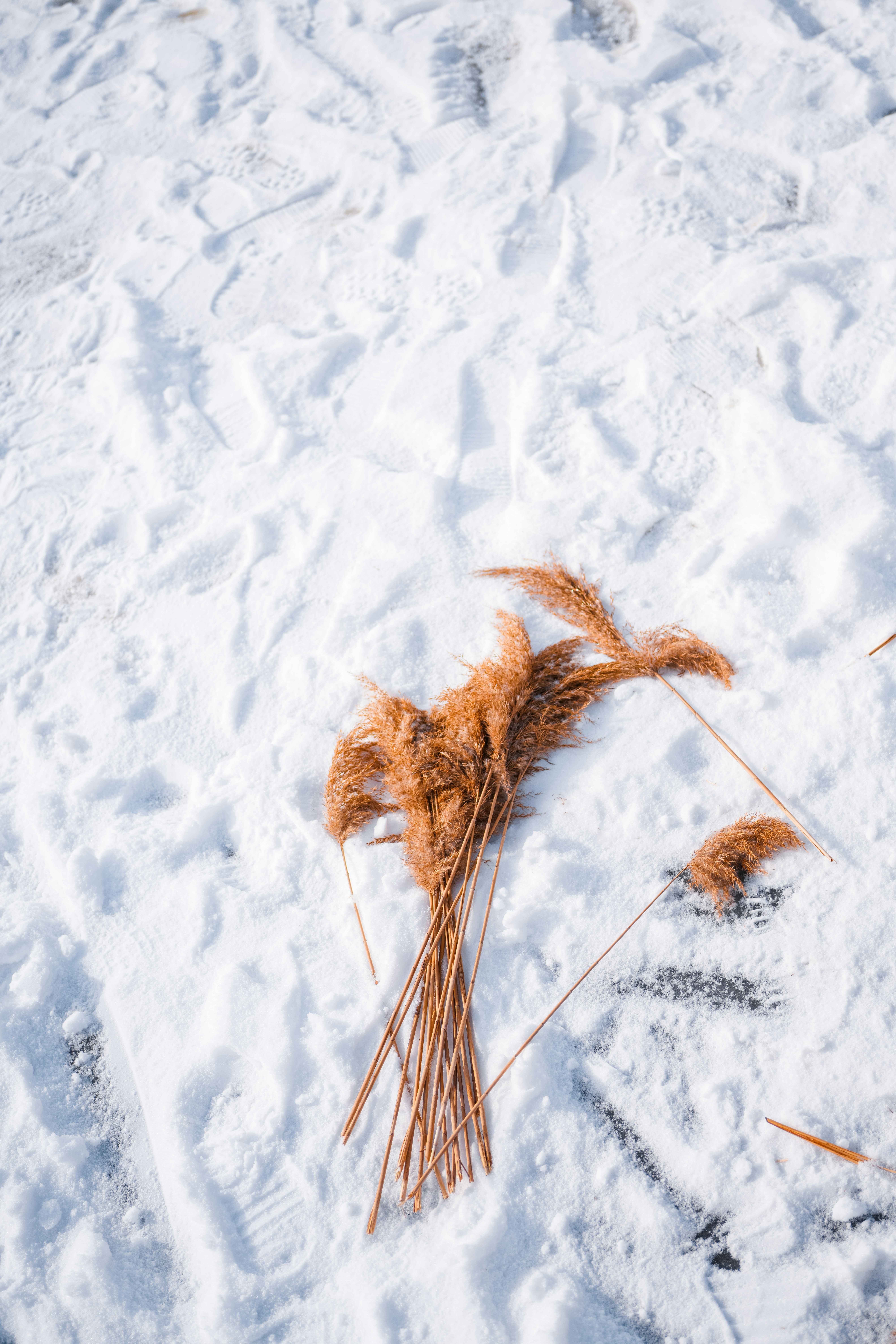 Dried grasses lay on a snowy ground.