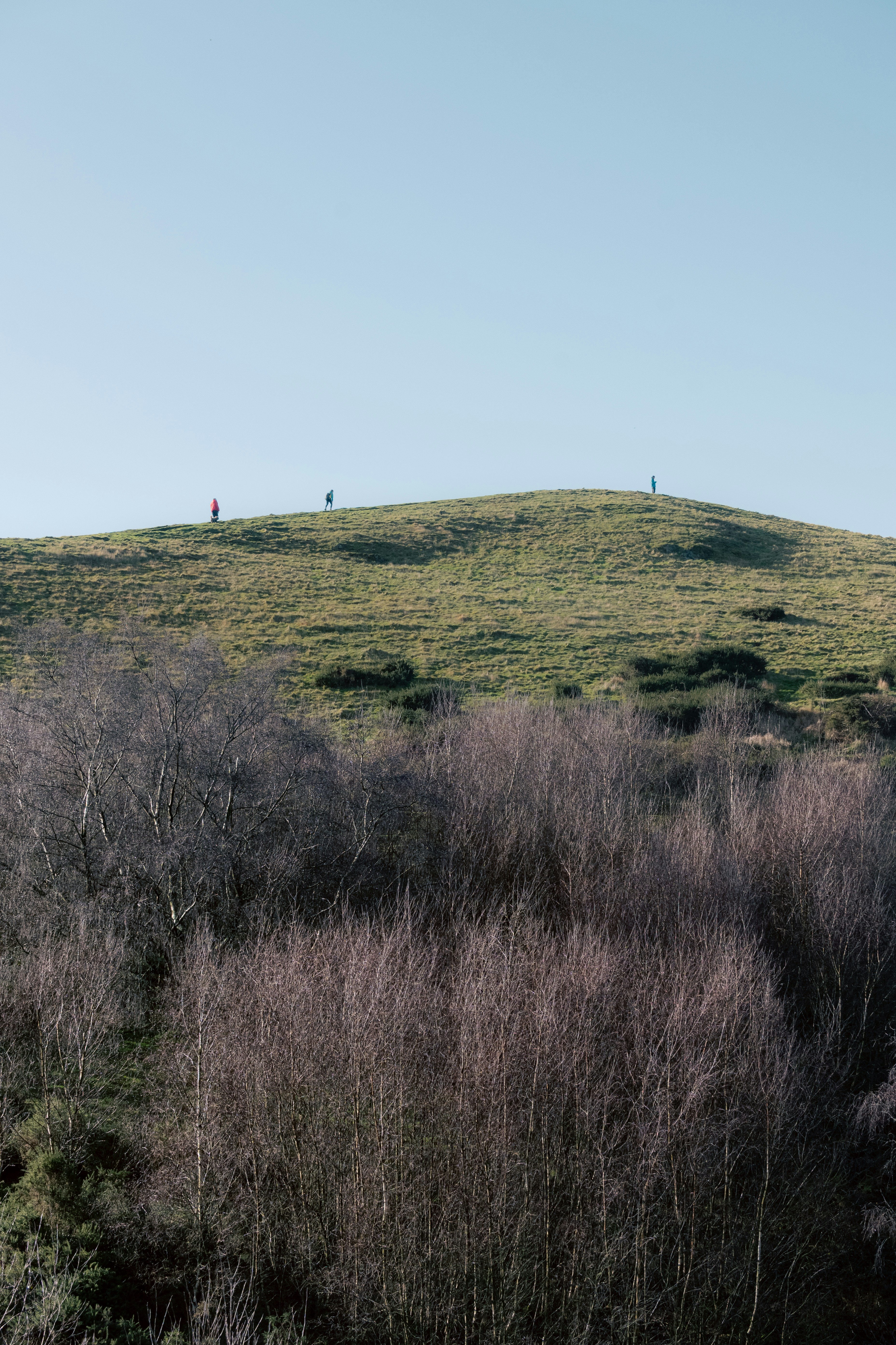 People hike on a grassy hill with trees.