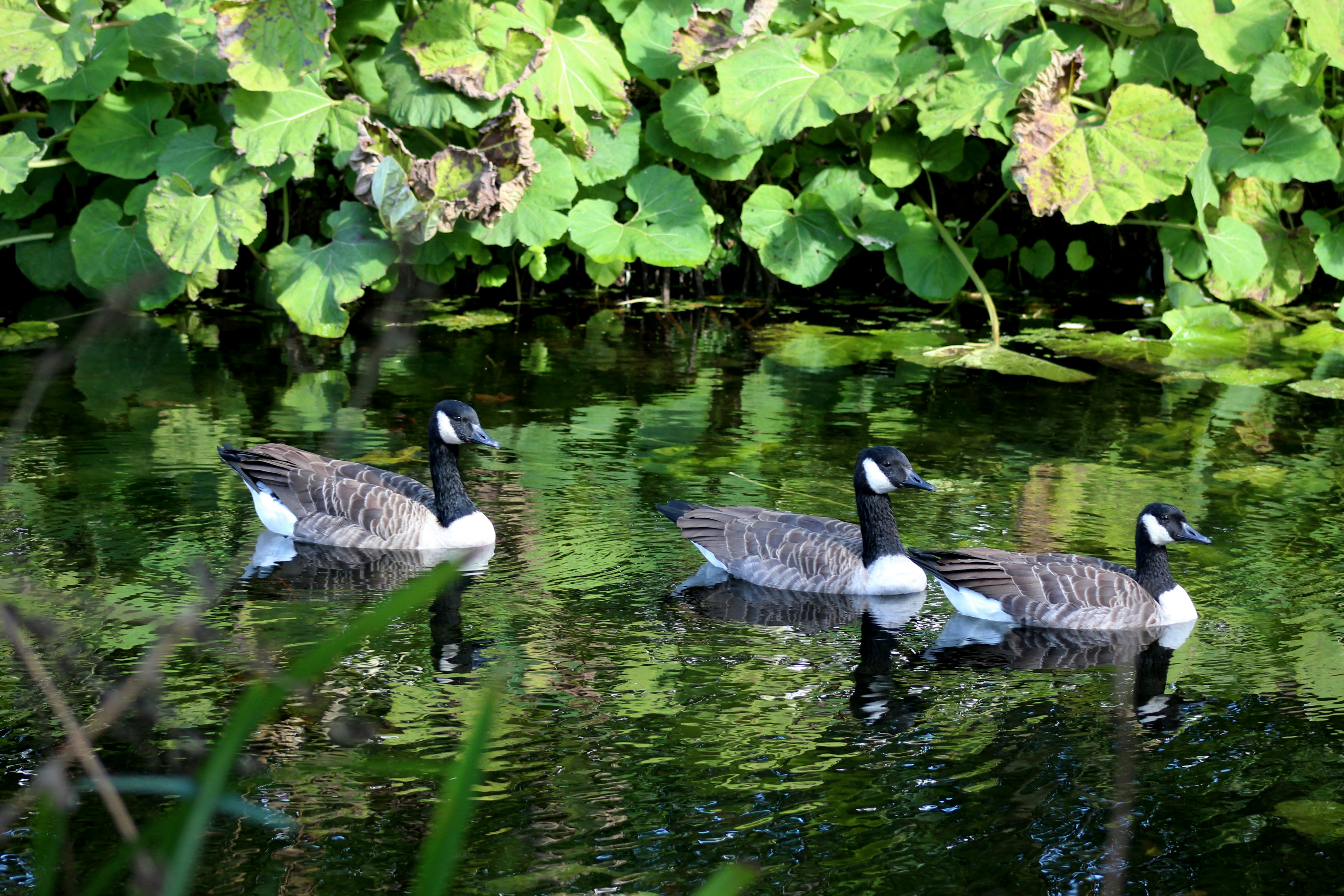 Geese float peacefully on a reflective pond.