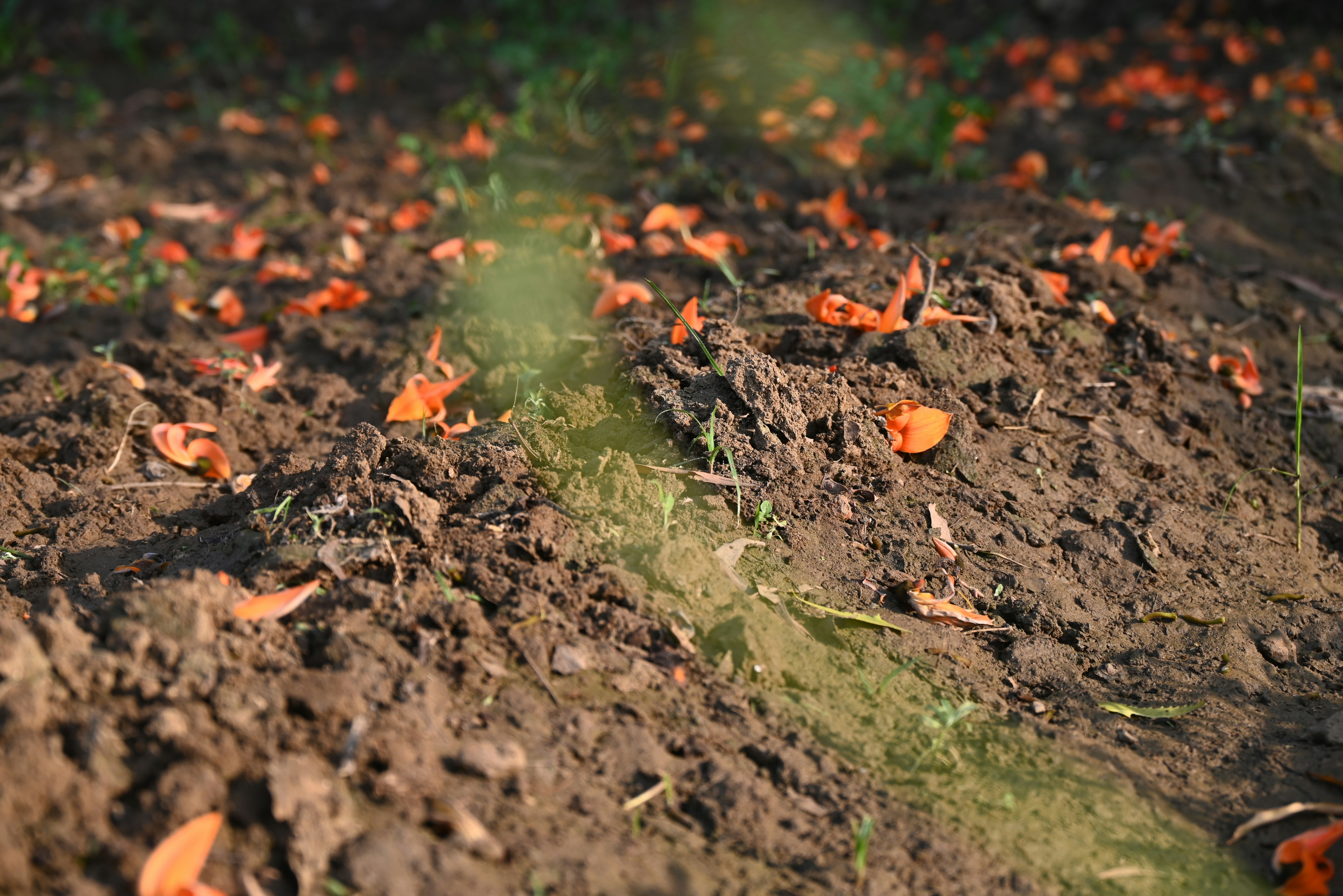 Orange flower petals scattered on the ground.