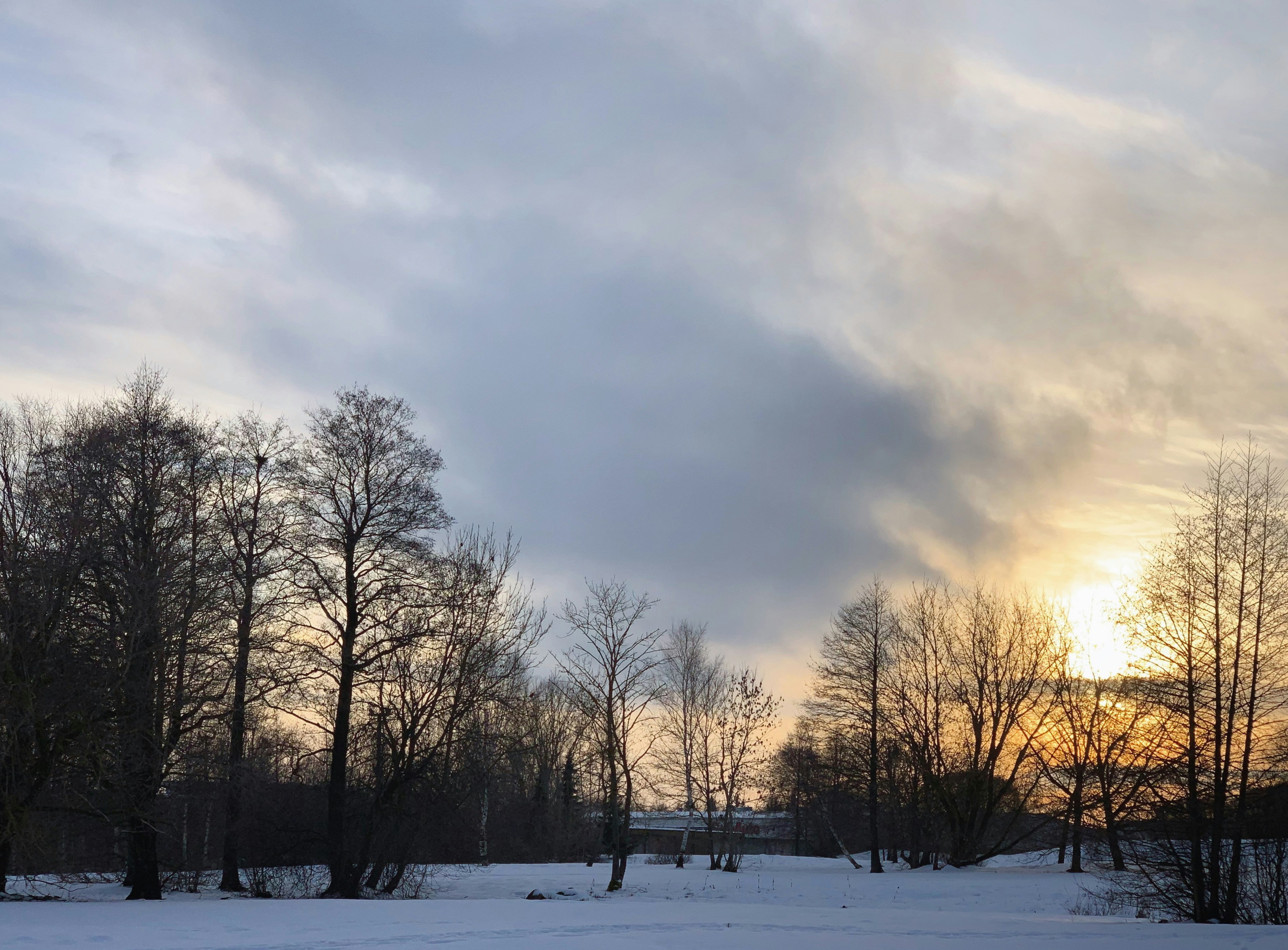 Bare trees silhouetted against a winter sky.