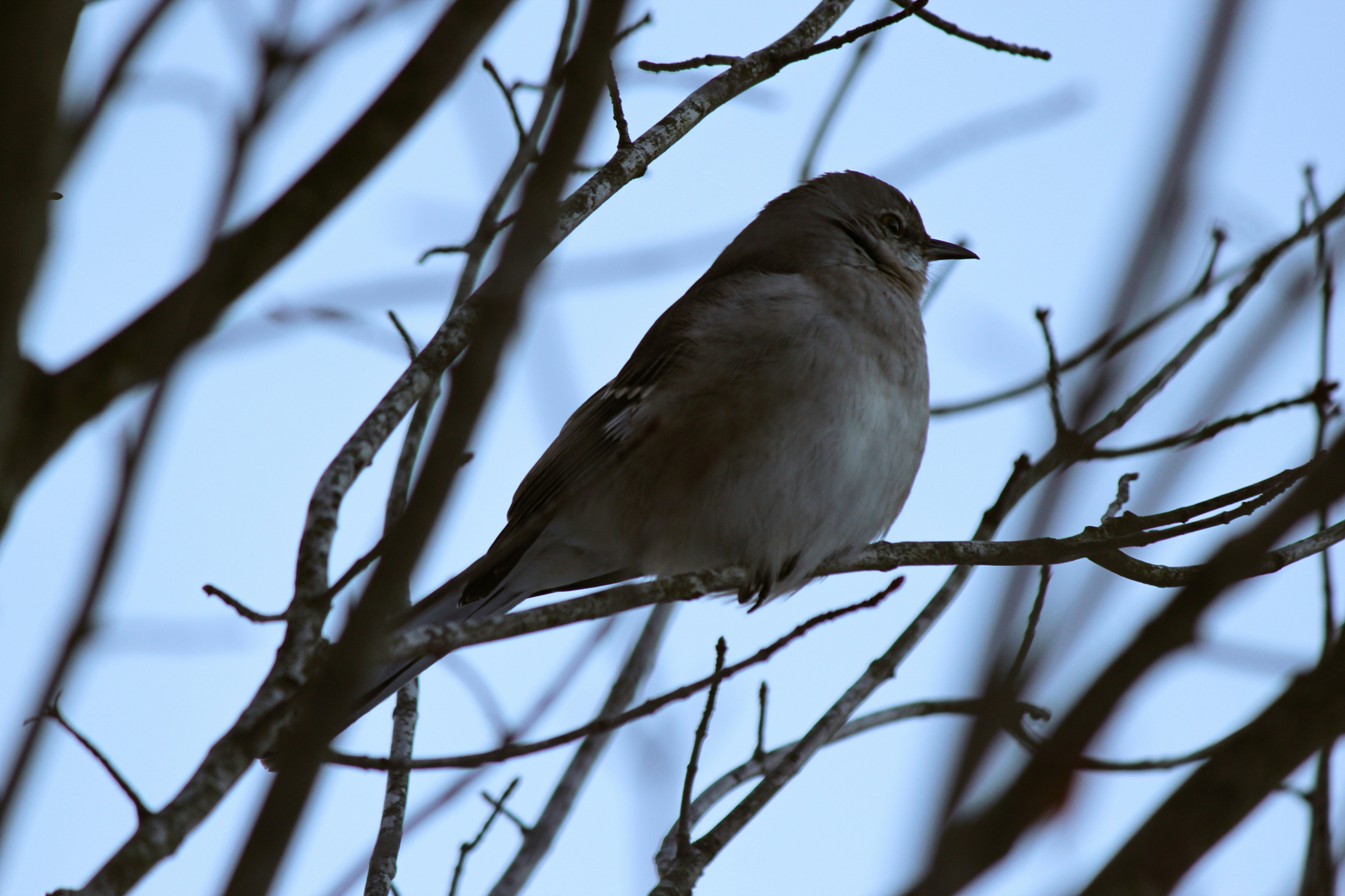 Photo by hasnainsikora