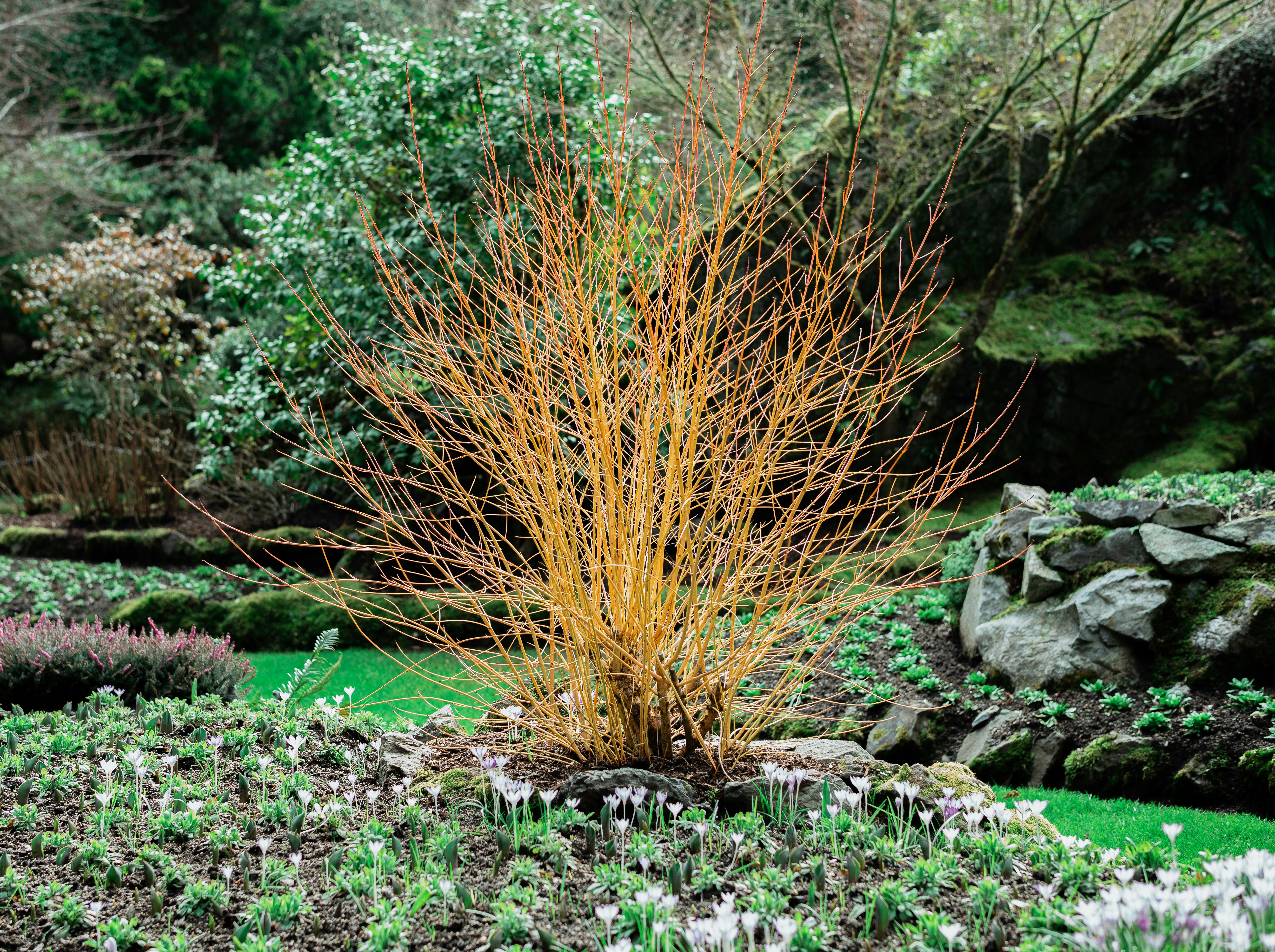 A bush with vibrant orange branches.