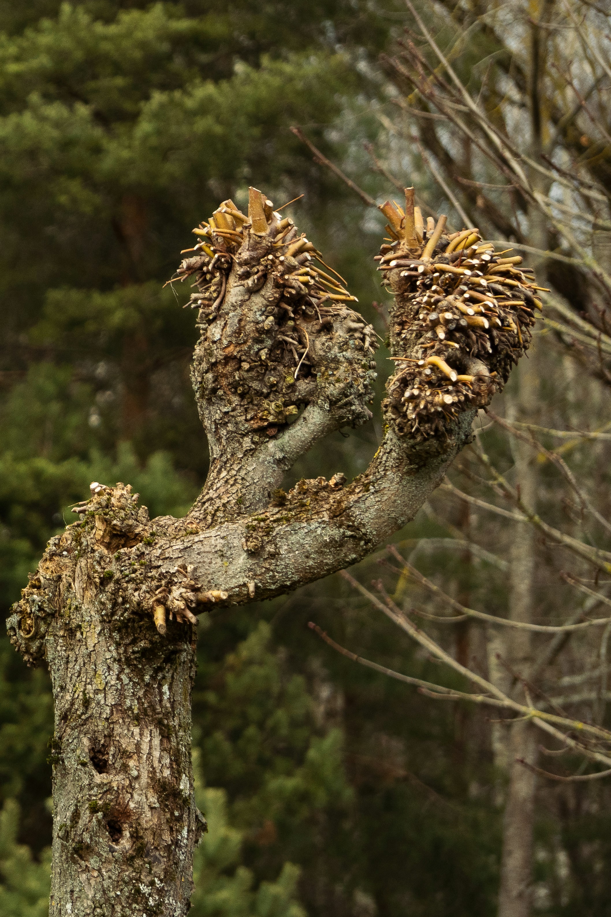 新しい成長で剪定された木の枝。
