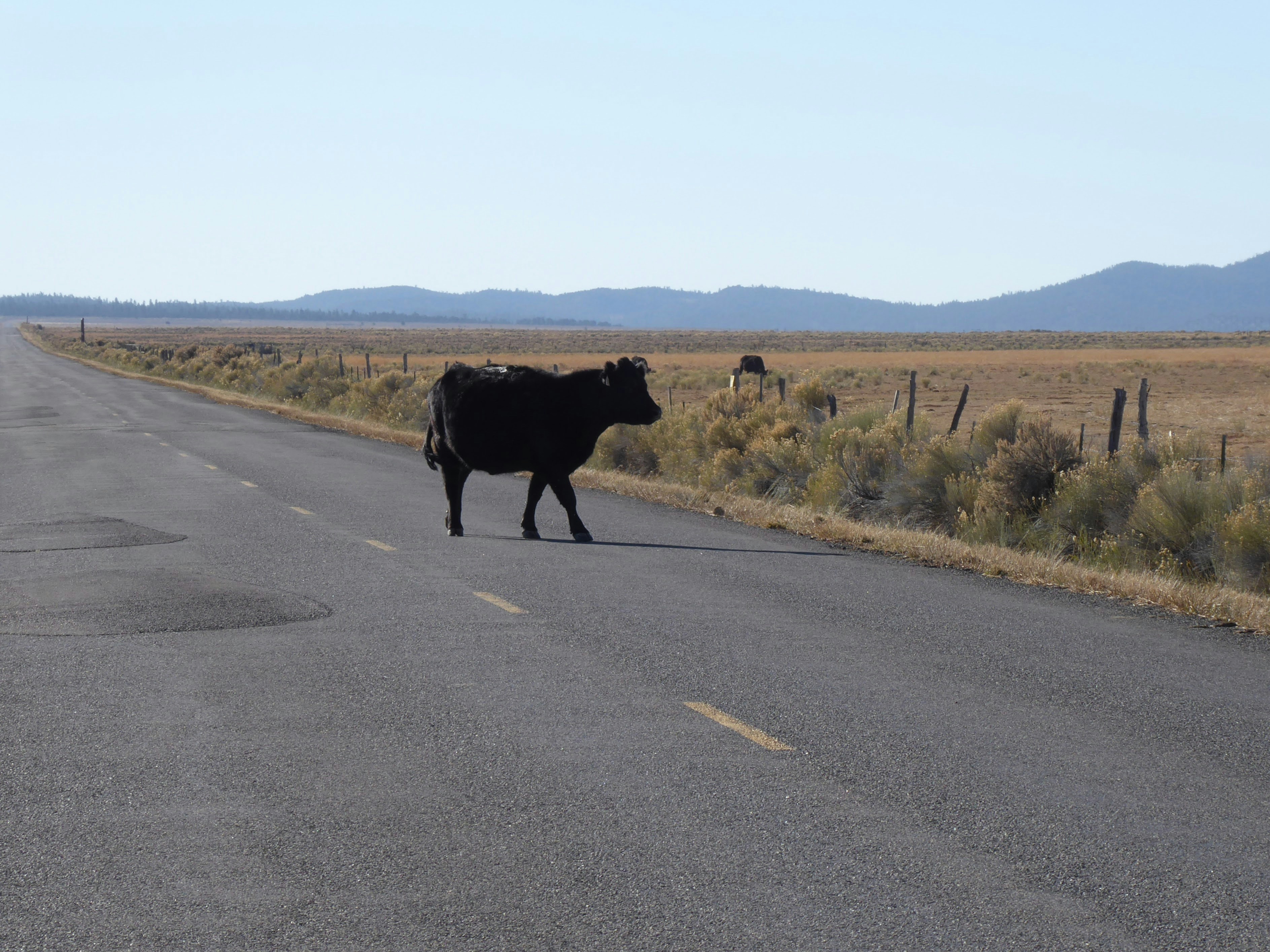 Why Nintendo Deleted That Infamous Adults‑Only ACNH Island — What It Means for Creators