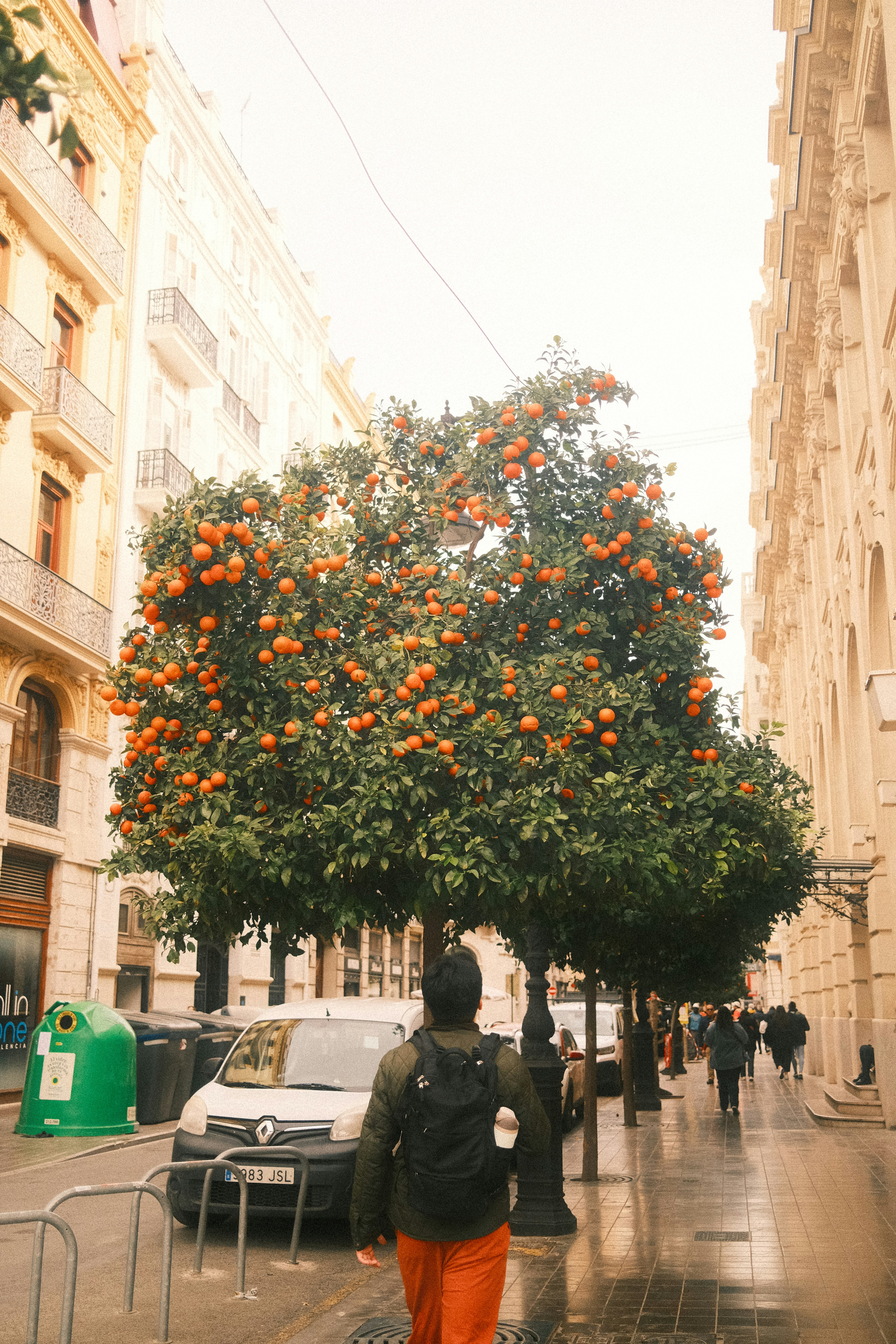 Man walks past an orange tree-lined street.