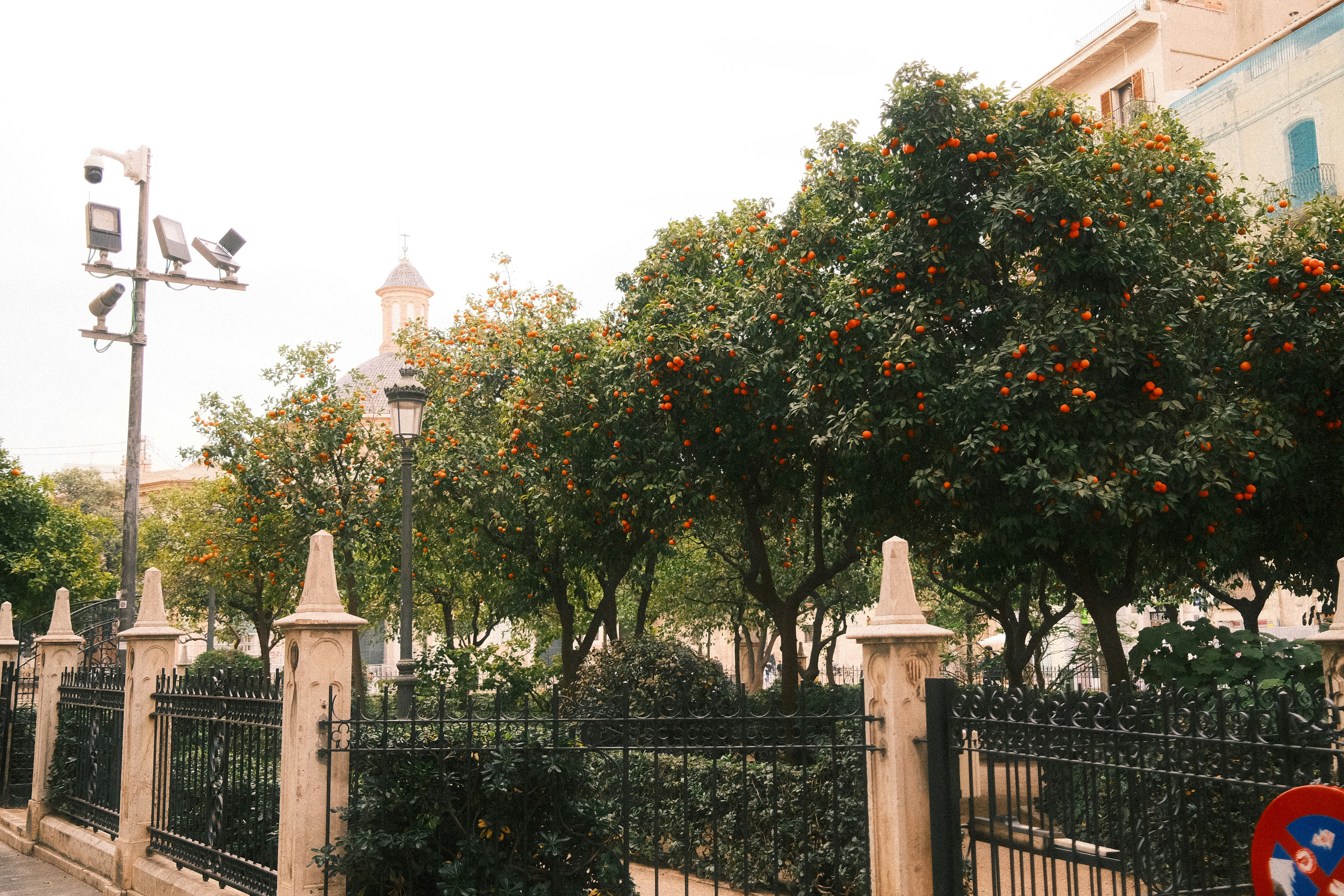 Orangetrees and garden in a european city.