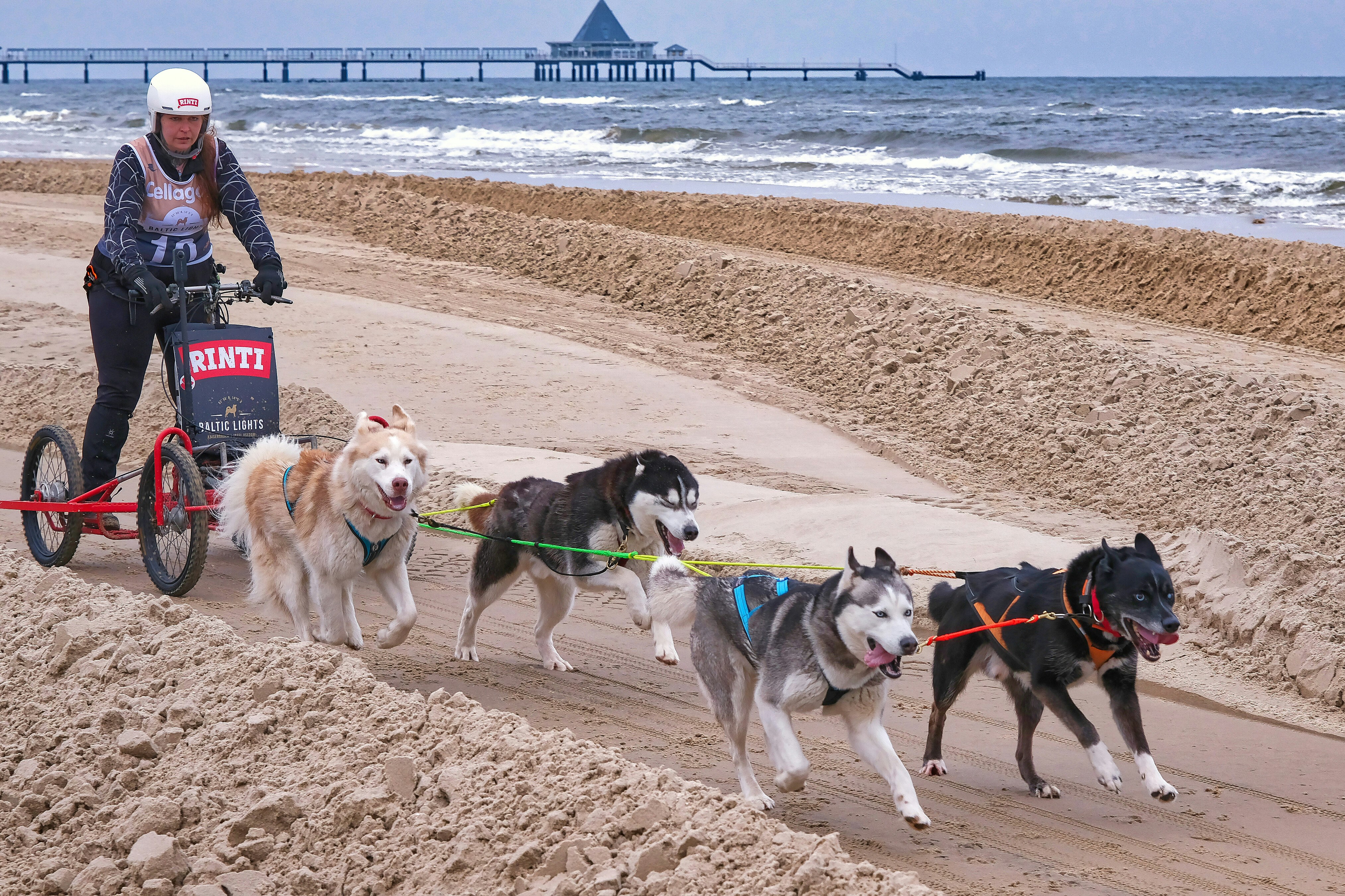 Un musher y perros compiten en una playa de arena.