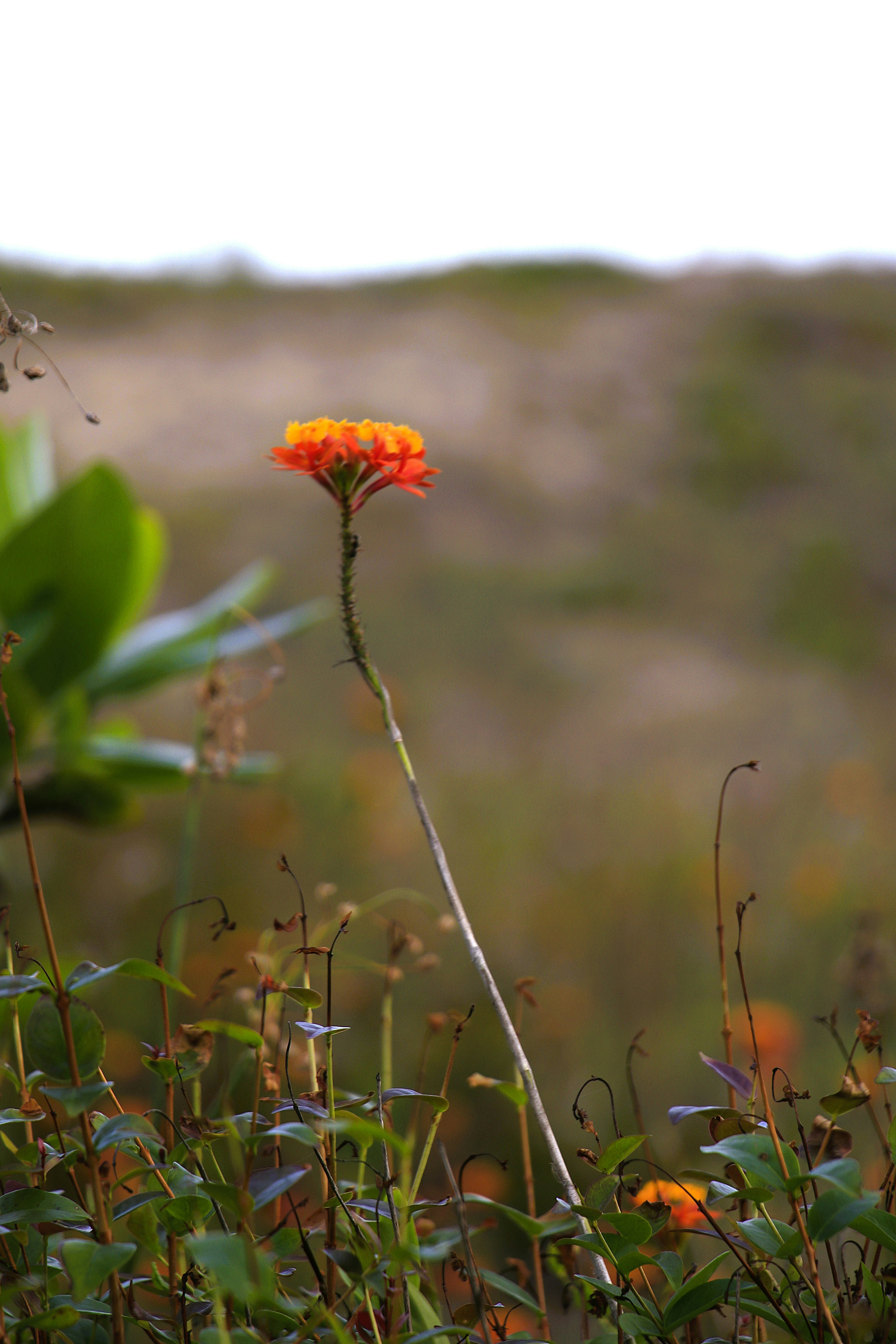 Flowers in the sand by the sea