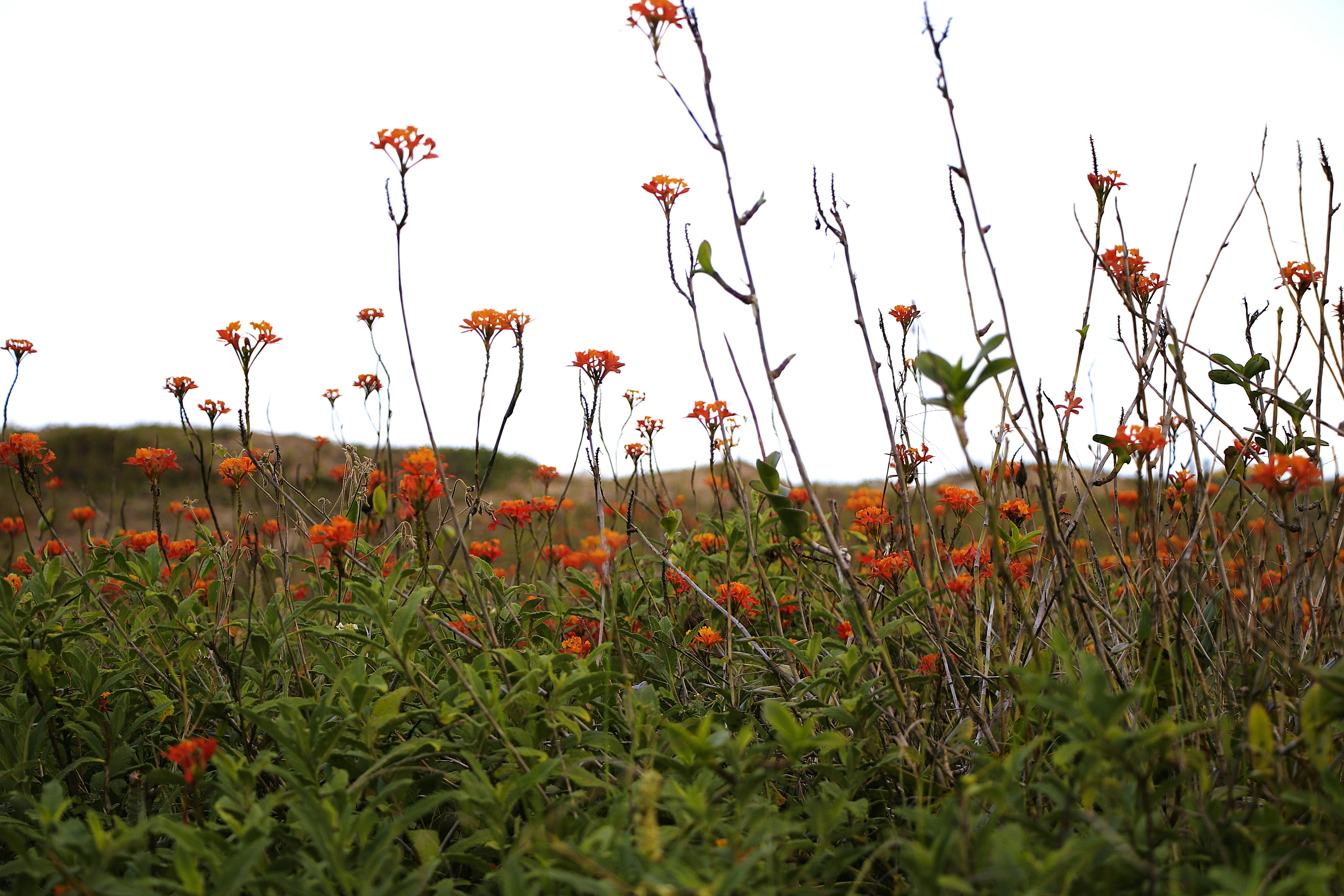 Flores silvestres alaranjadas florescem em todo o campo.