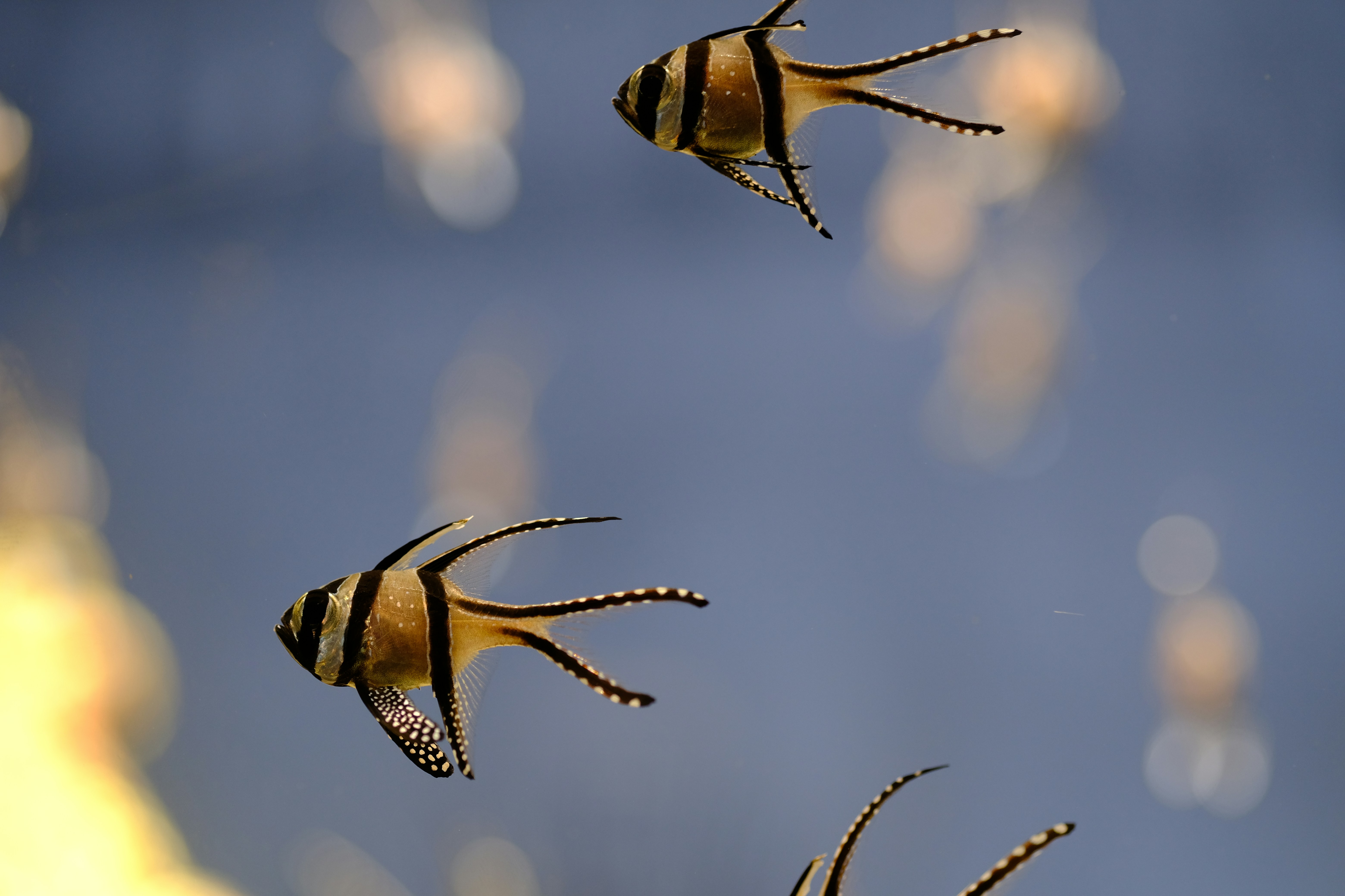 Banggai cardinalfish swim in the water.