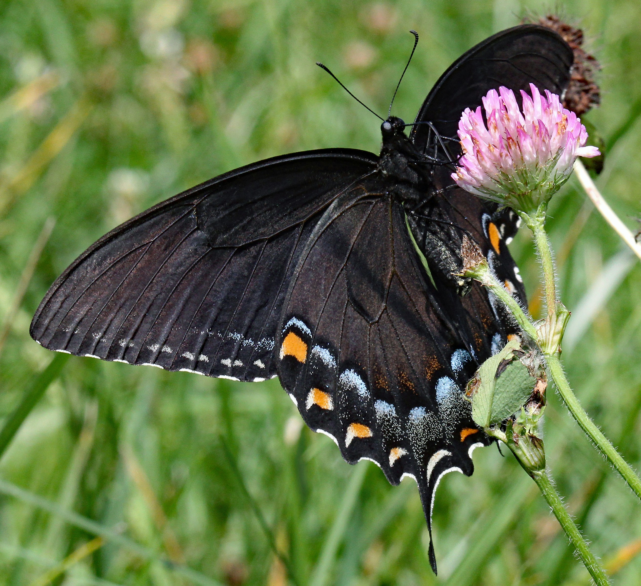 Photo by telliottmbamsc