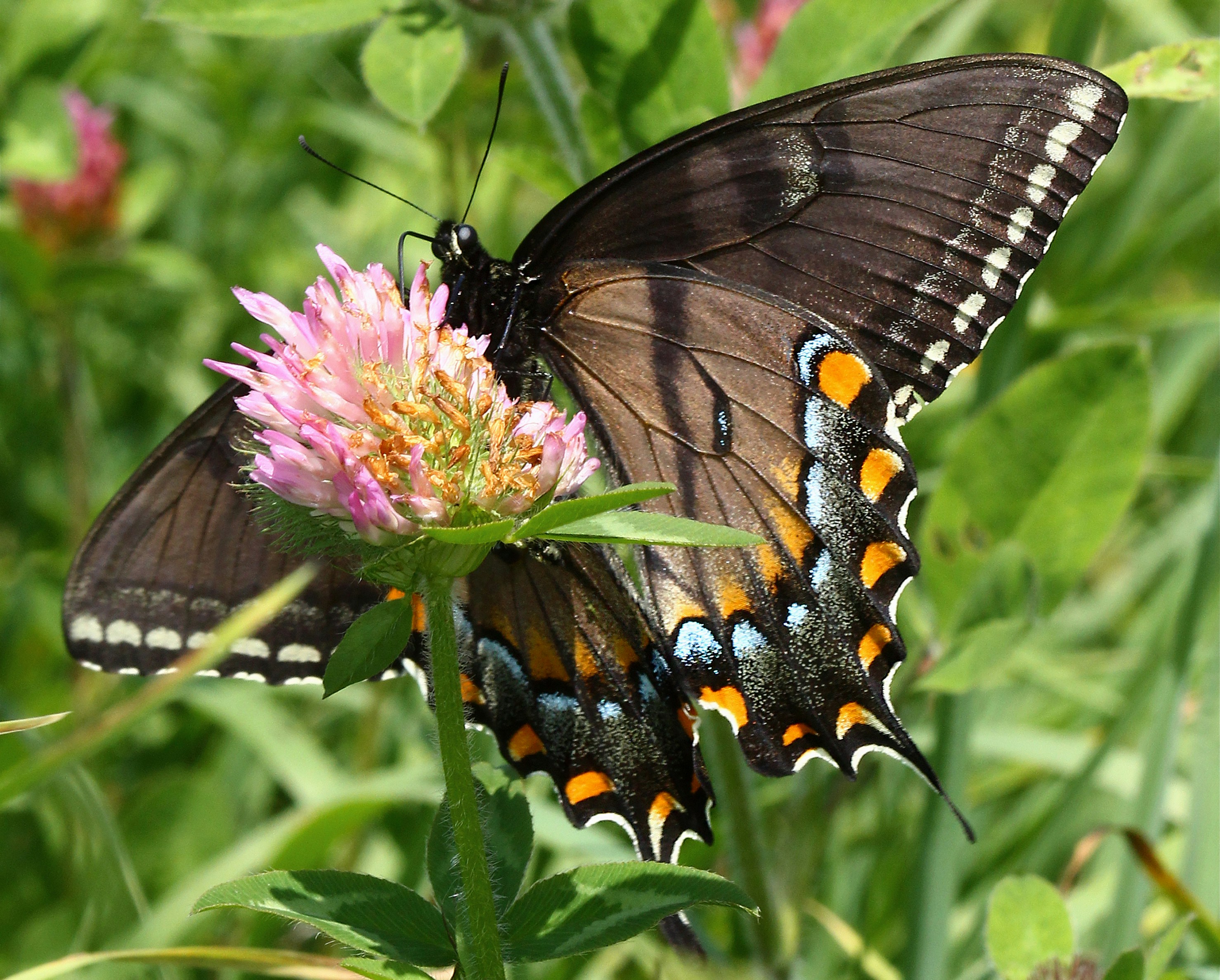 Photo by telliottmbamsc