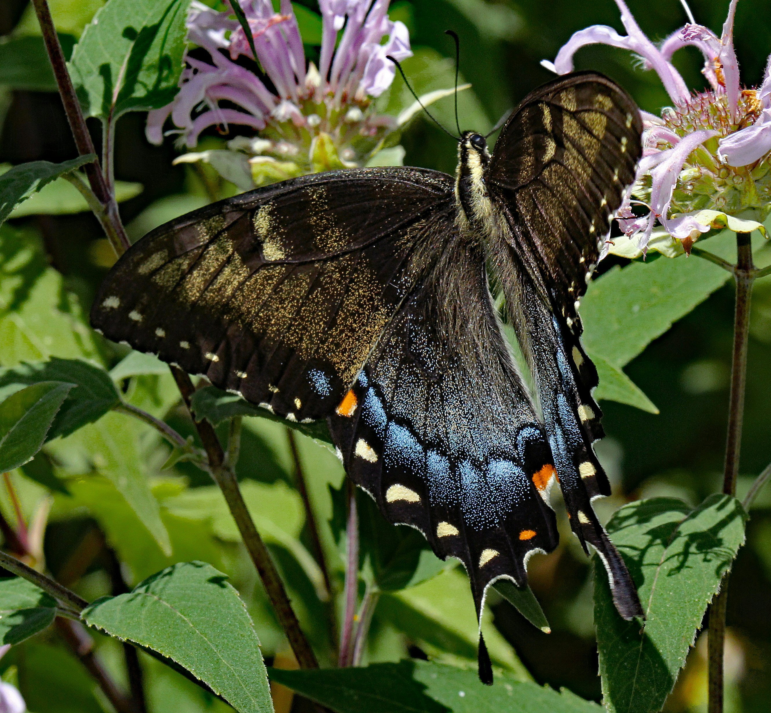 Photo by telliottmbamsc