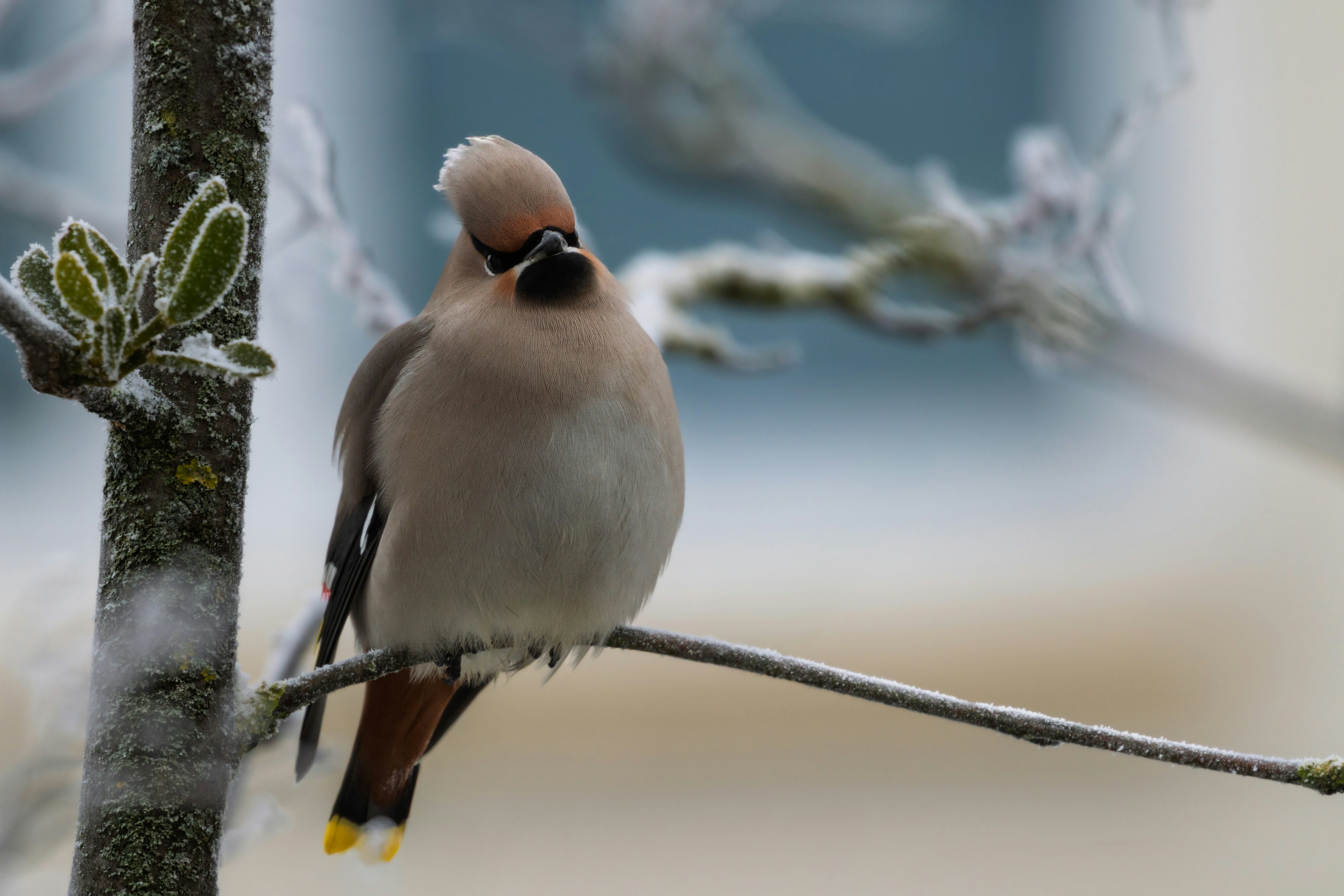 A bohemian waxwing sits on a frosty branch.