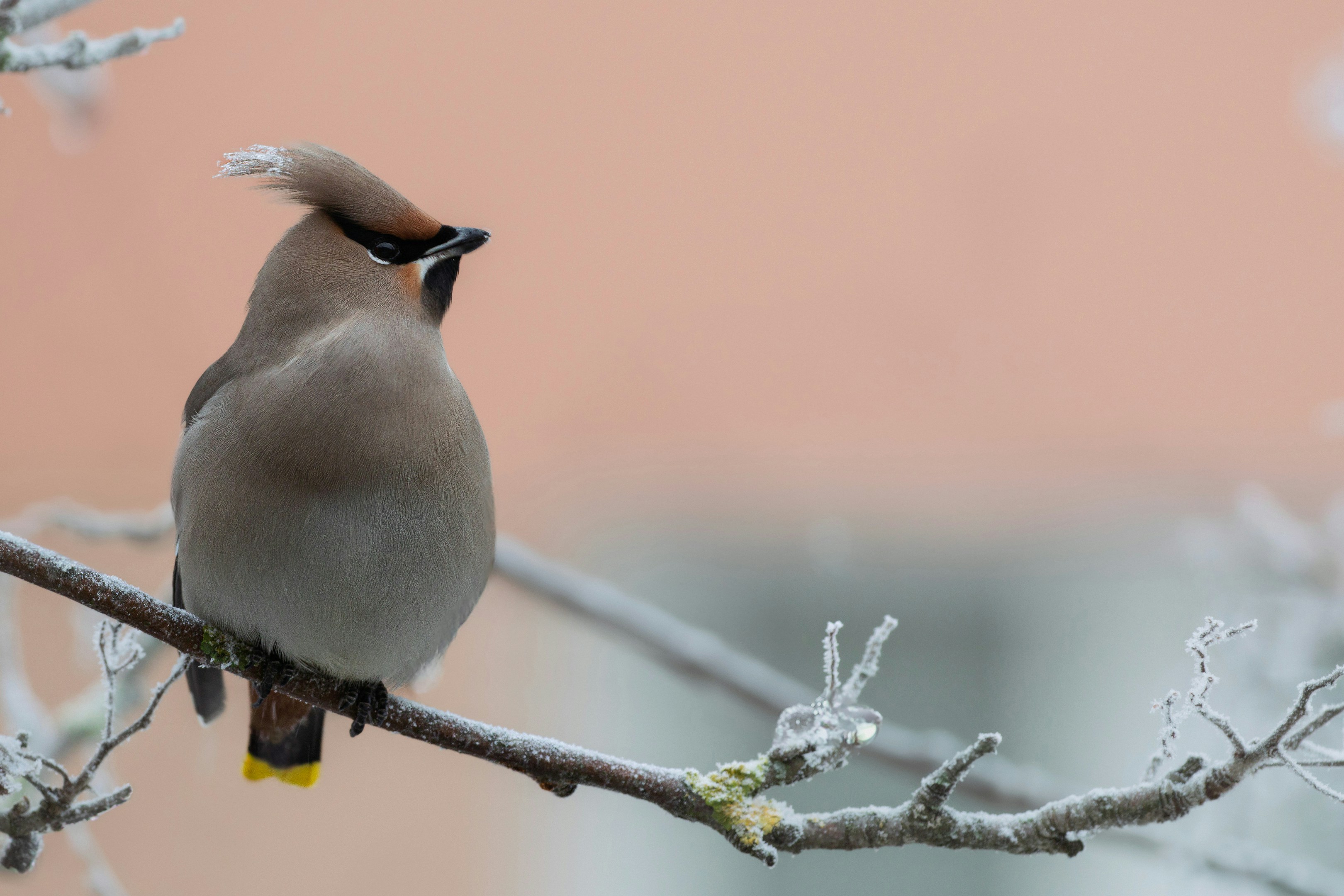 A bohemian waxwing perches on a frosty branch.