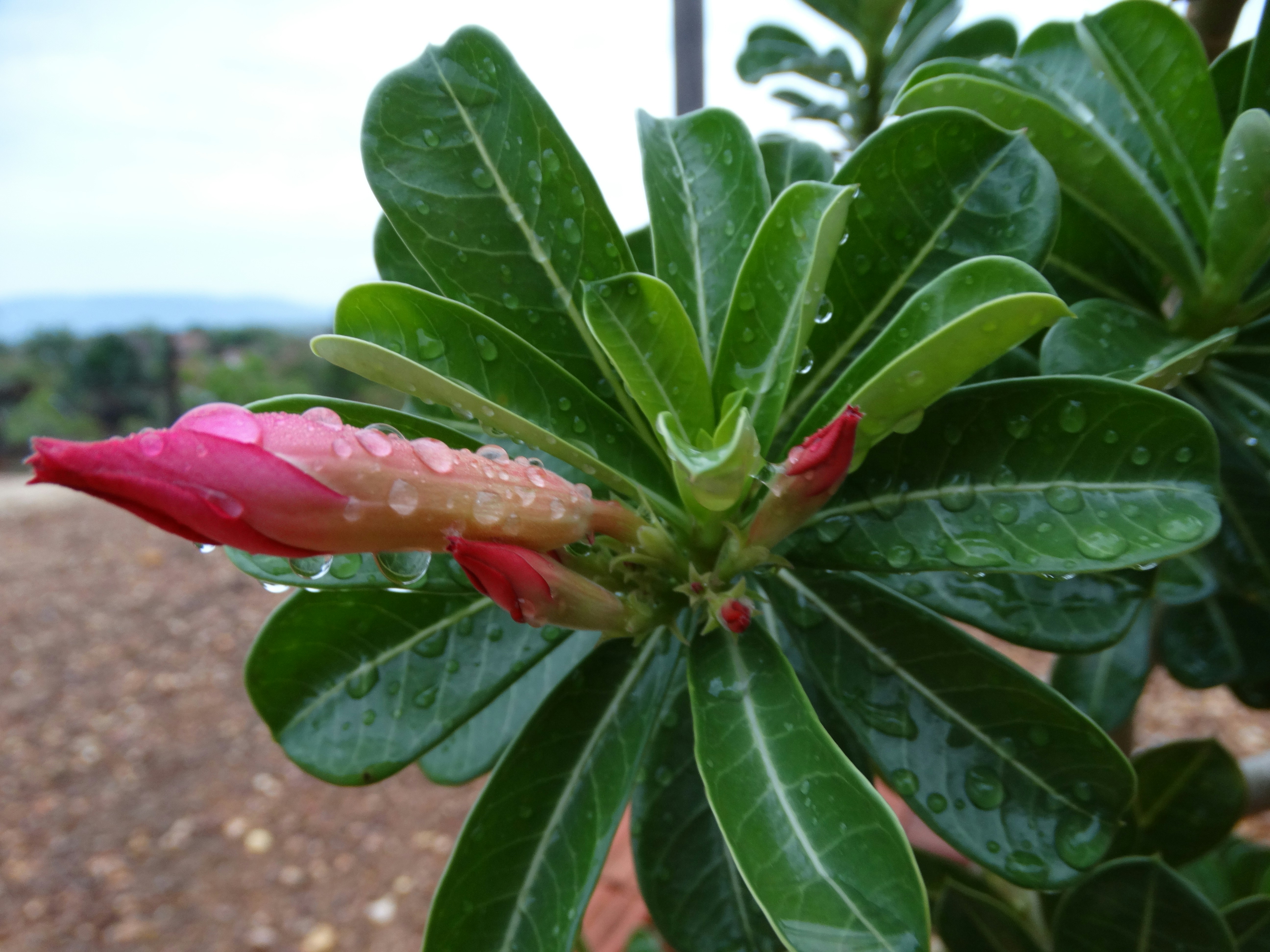 Pink flower buds covered in water droplets.